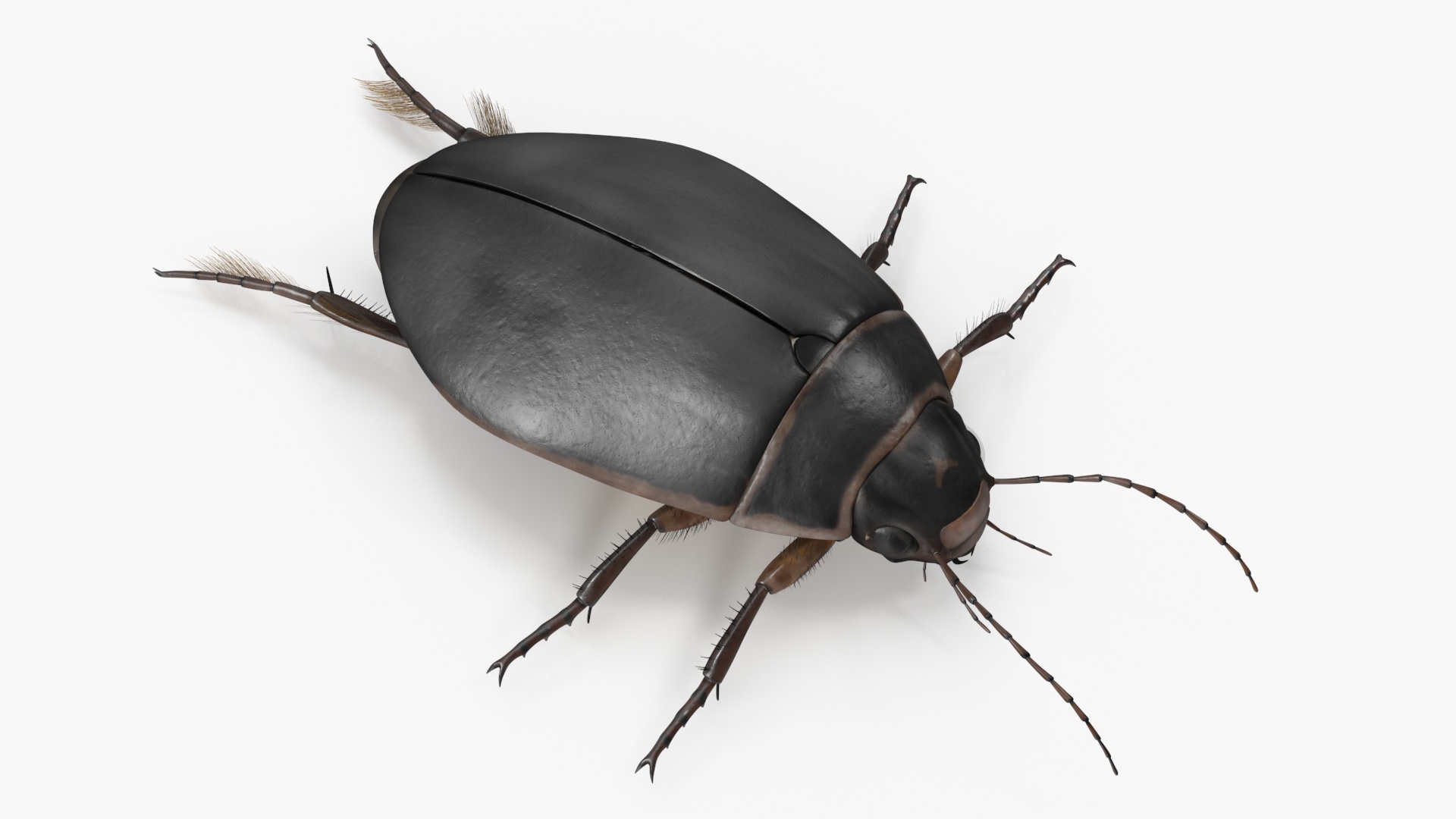 Squeak Beetle Black 3D model