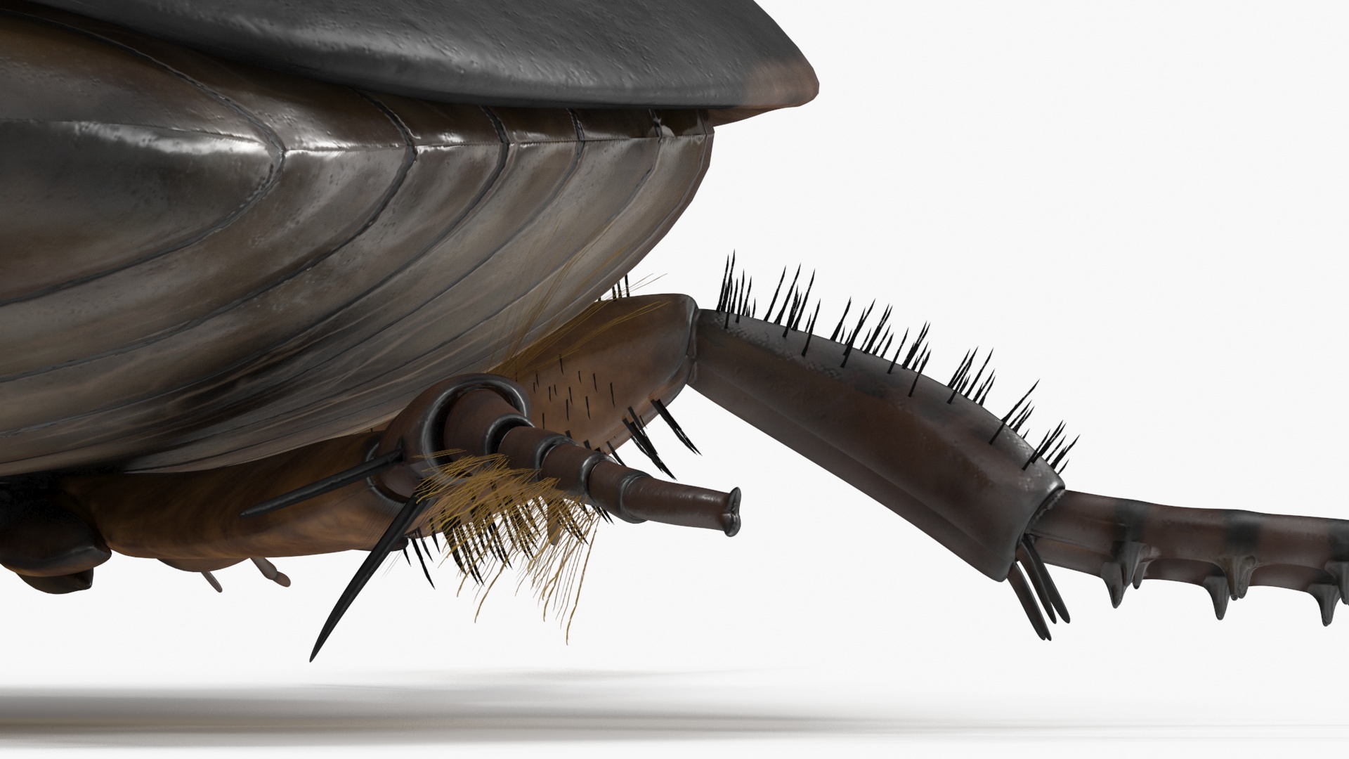 Squeak Beetle Black 3D model