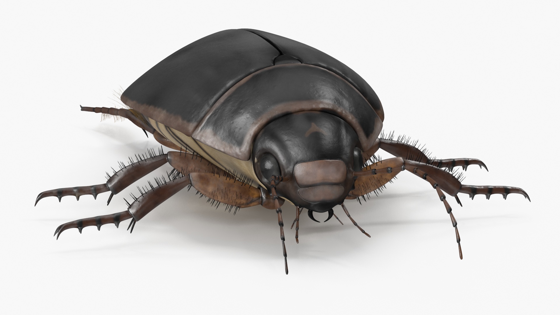 Squeak Beetle Black 3D model