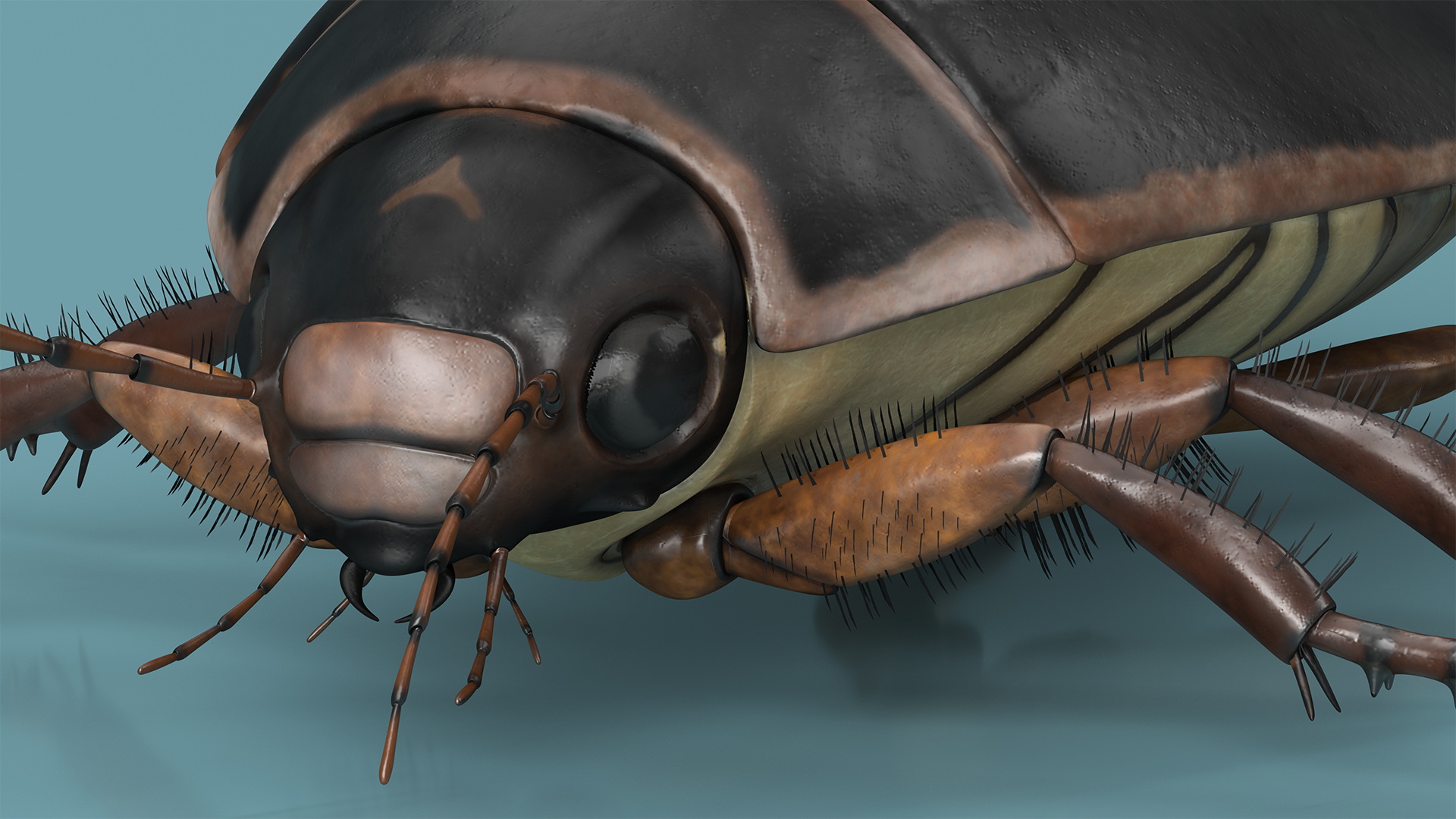 Squeak Beetle Black 3D model