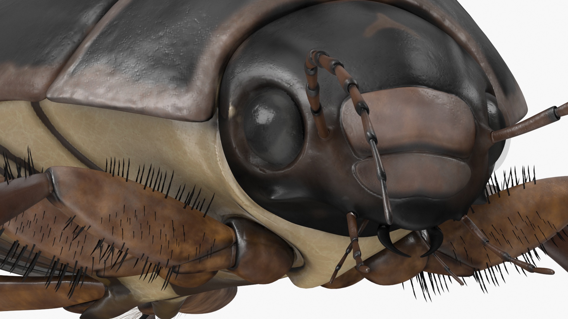 Squeak Beetle Black 3D model