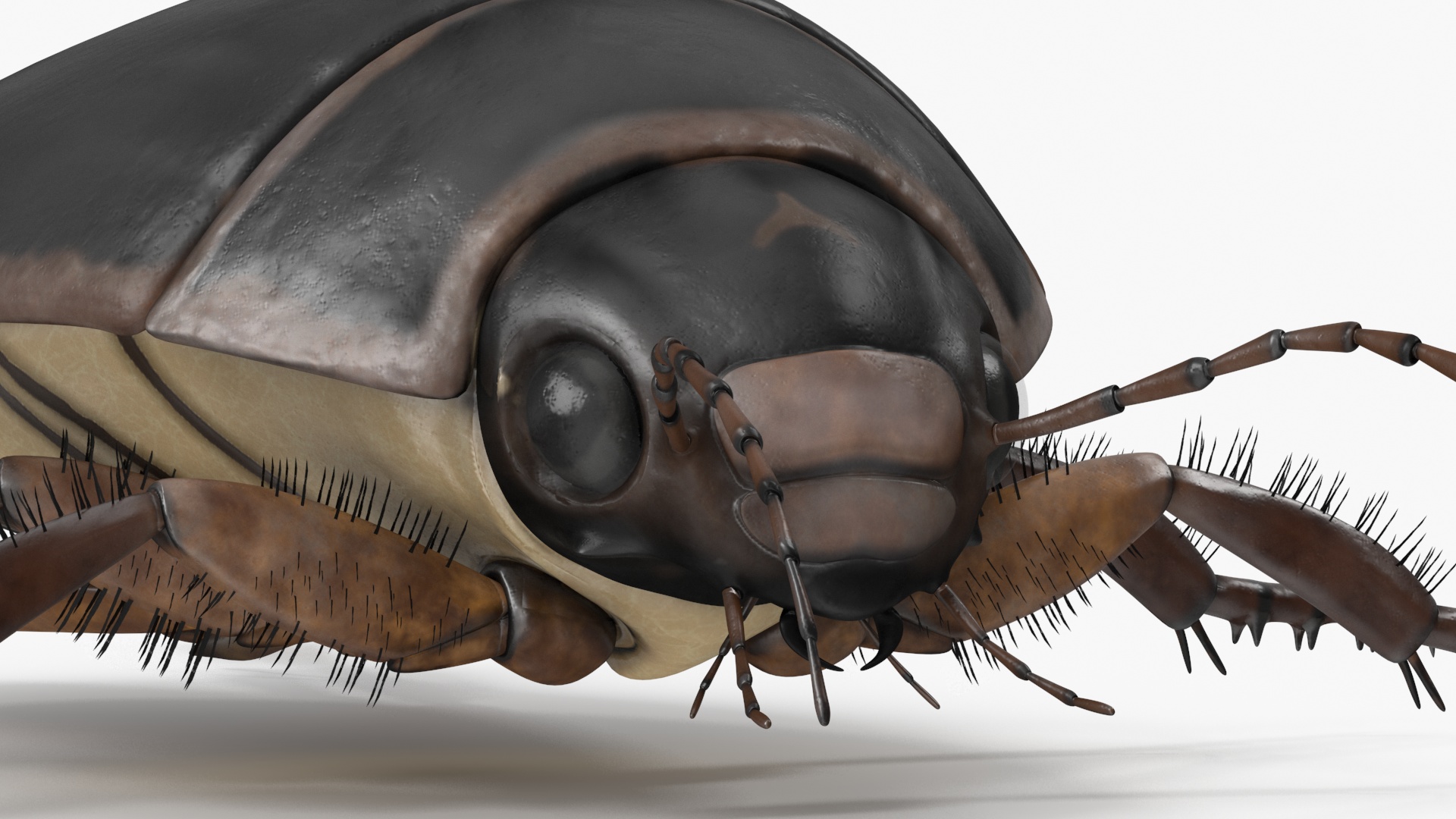 Squeak Beetle Black 3D model