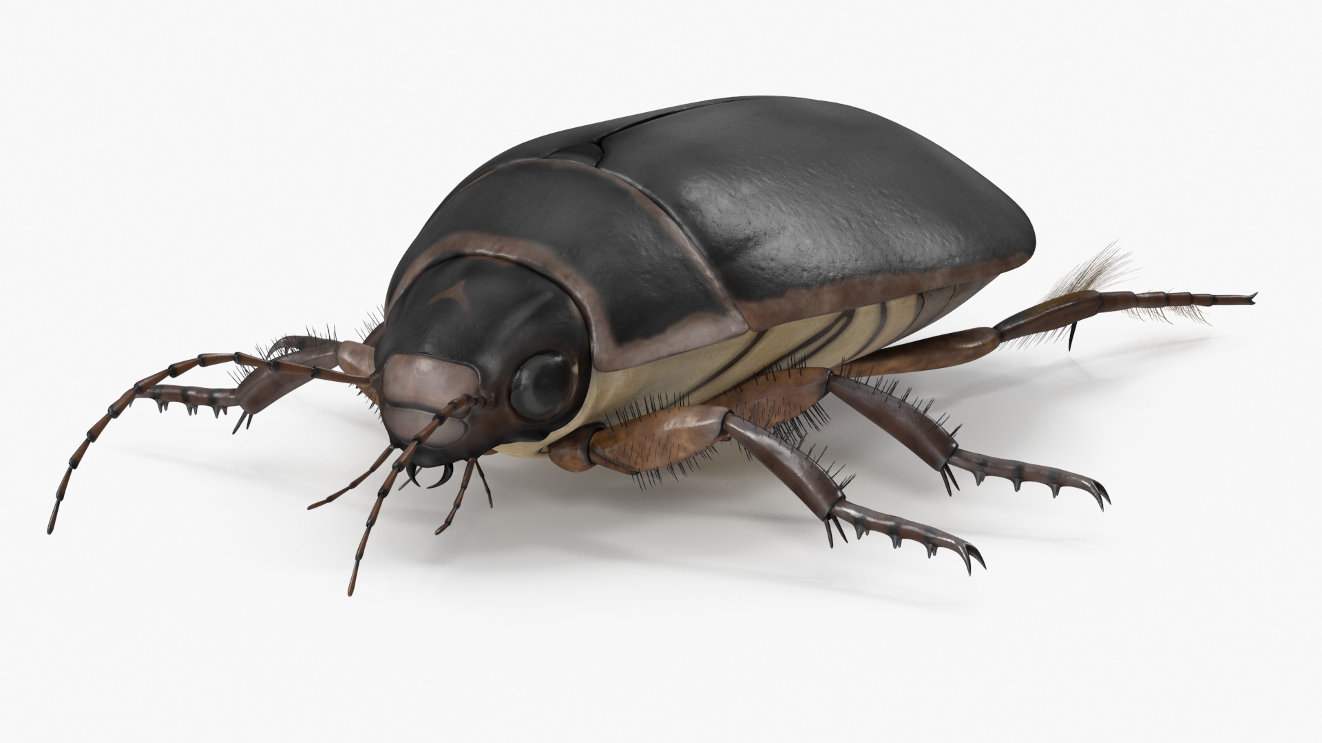 Squeak Beetle Black 3D model
