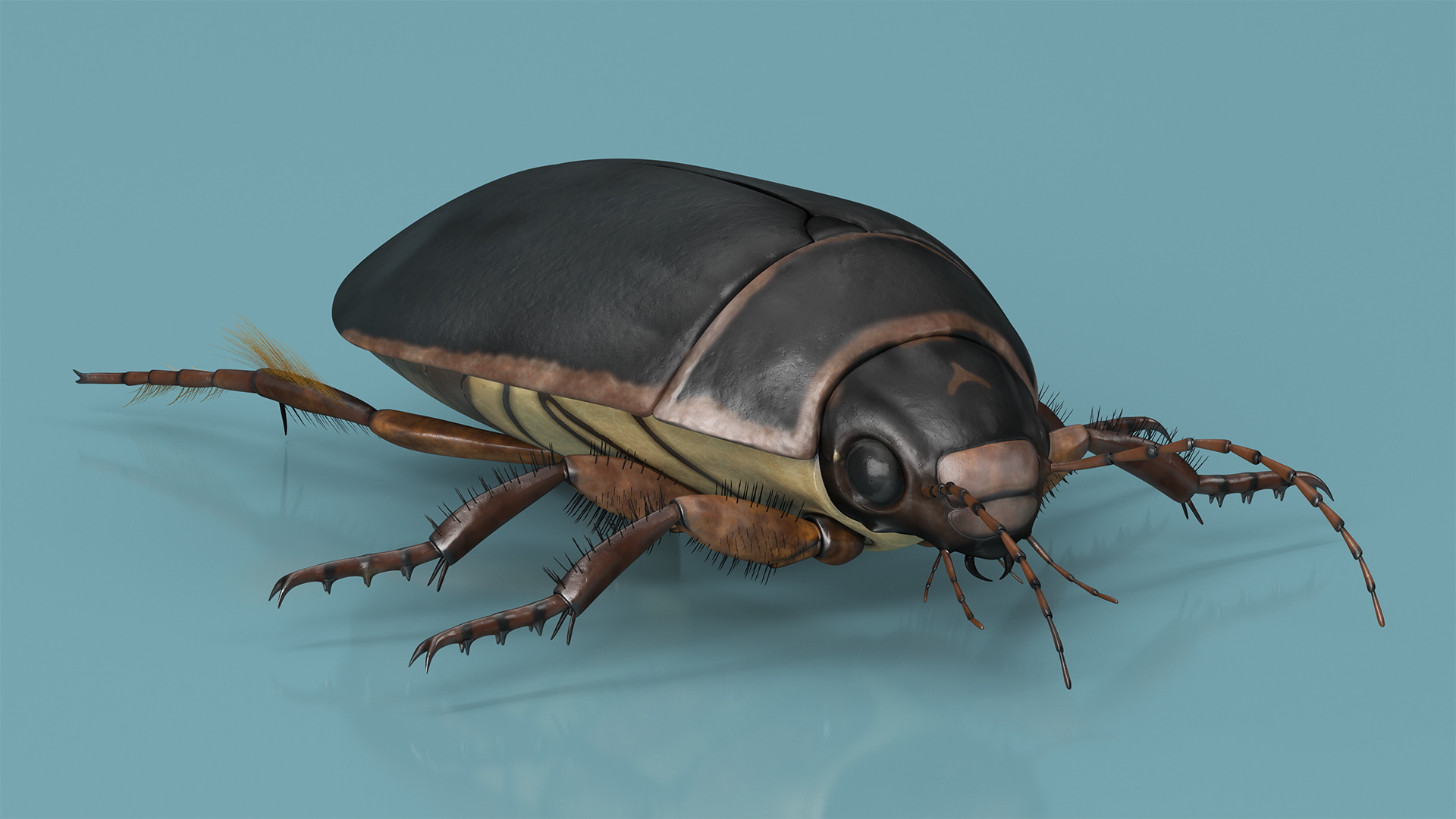 Squeak Beetle Black 3D model