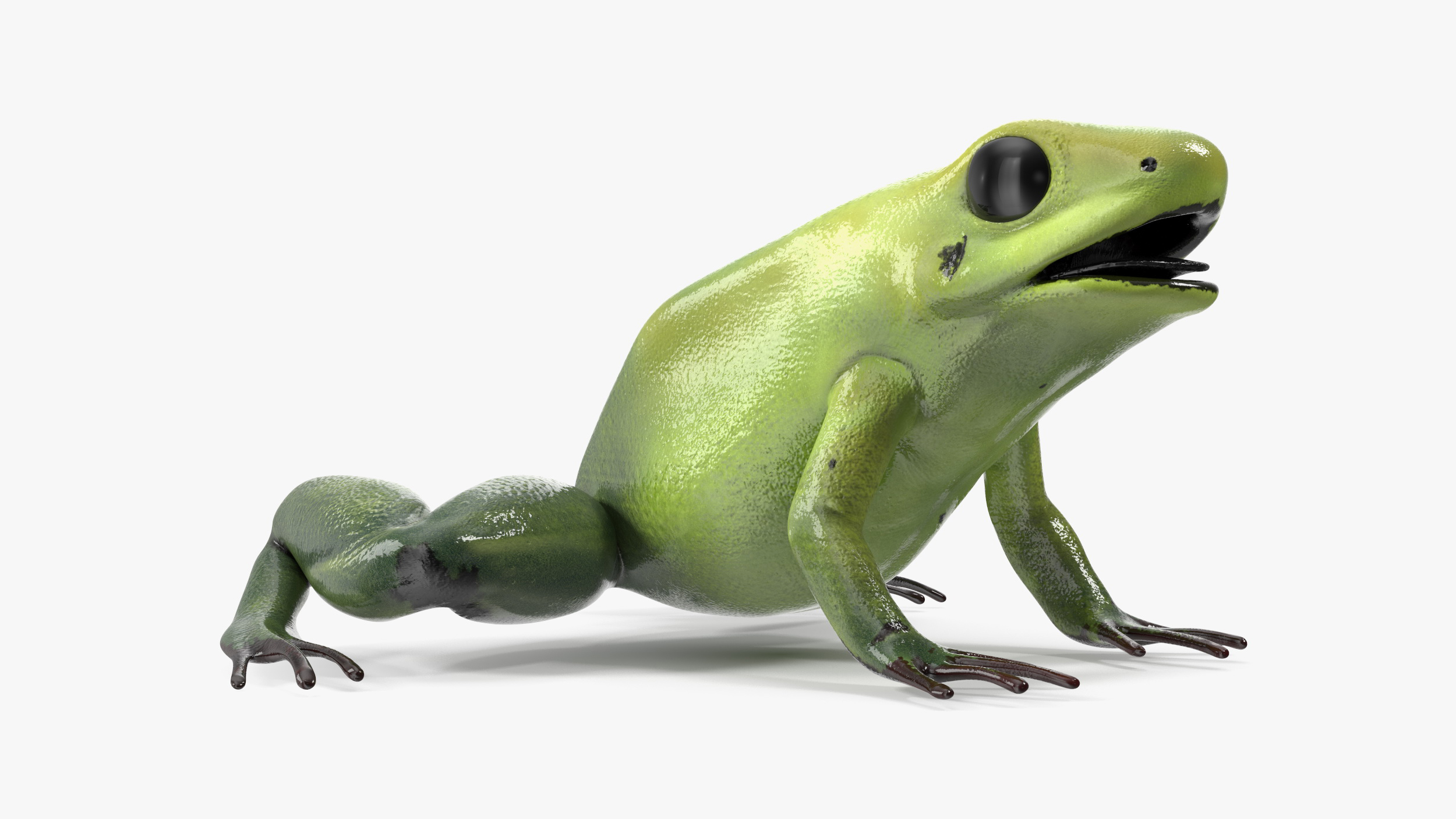Green Morph Dart Frog Rigged for Maya 3D