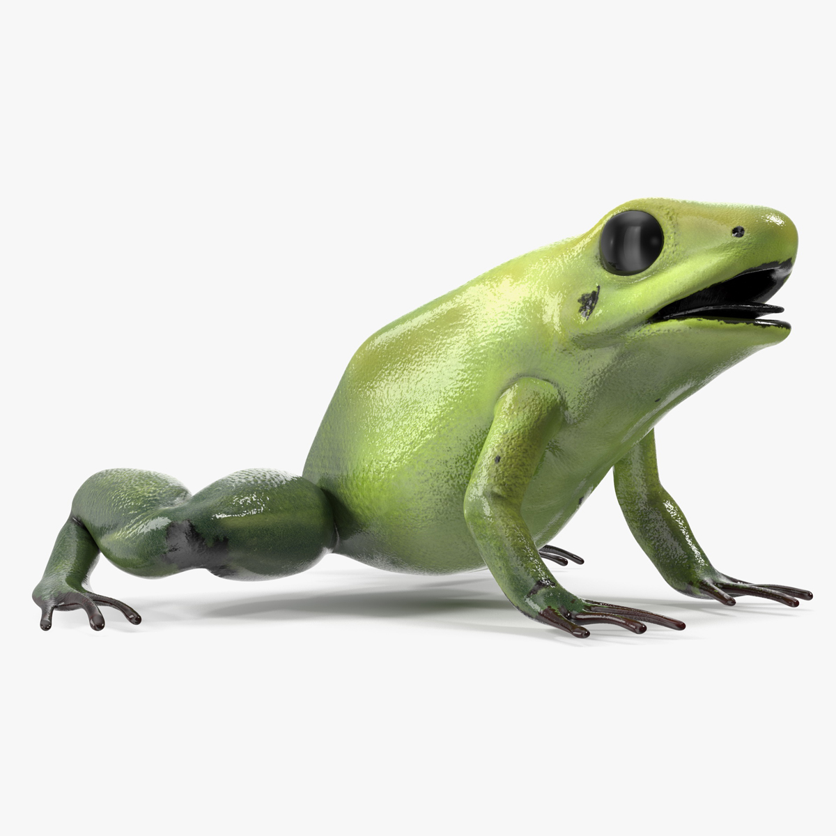 Green Morph Dart Frog Rigged for Maya 3D