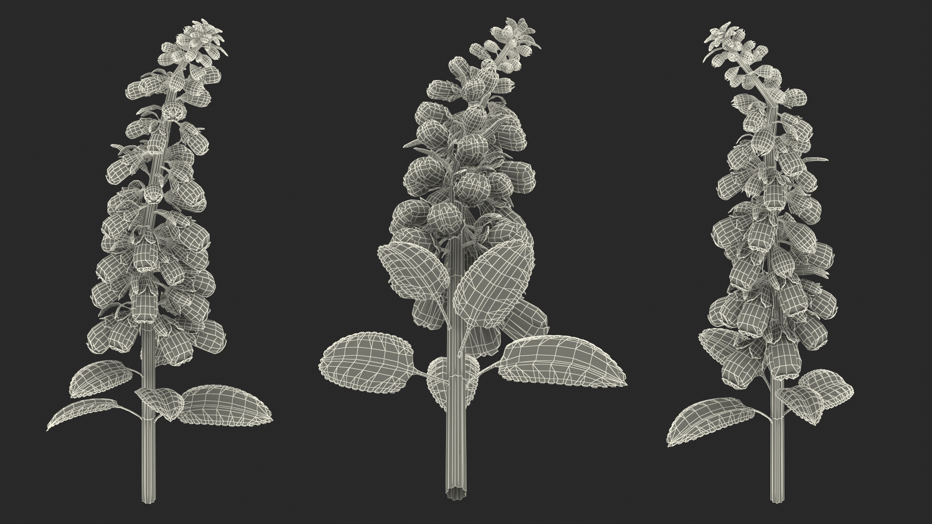 White Foxglove Stem 3D model