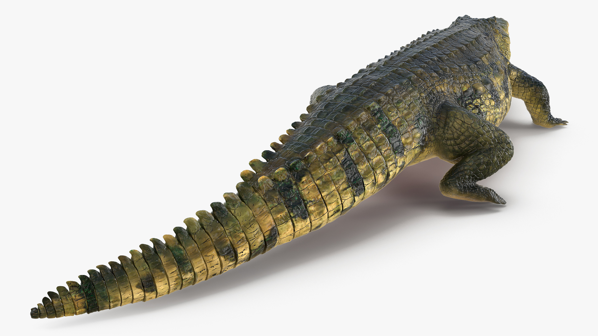 3D Animated Crocodile Walking Rigged model