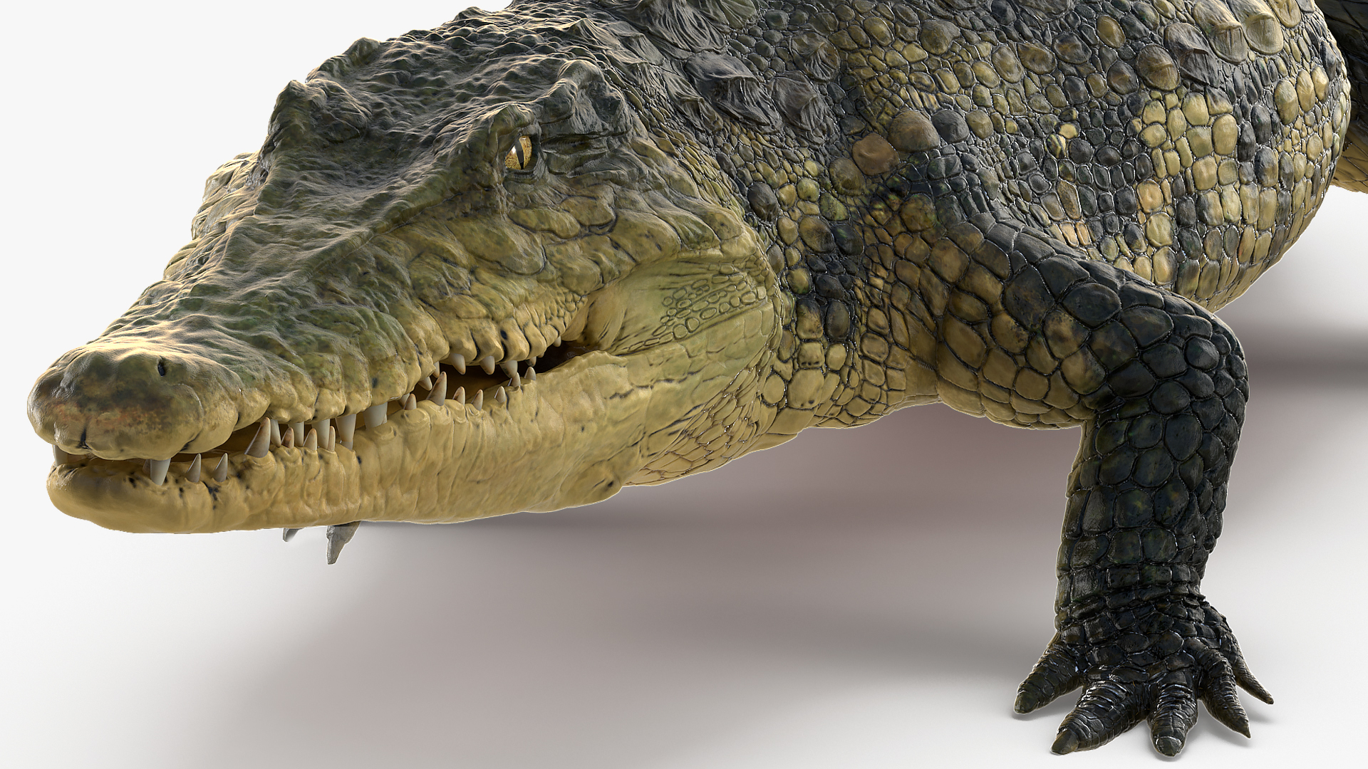 3D Animated Crocodile Walking Rigged model