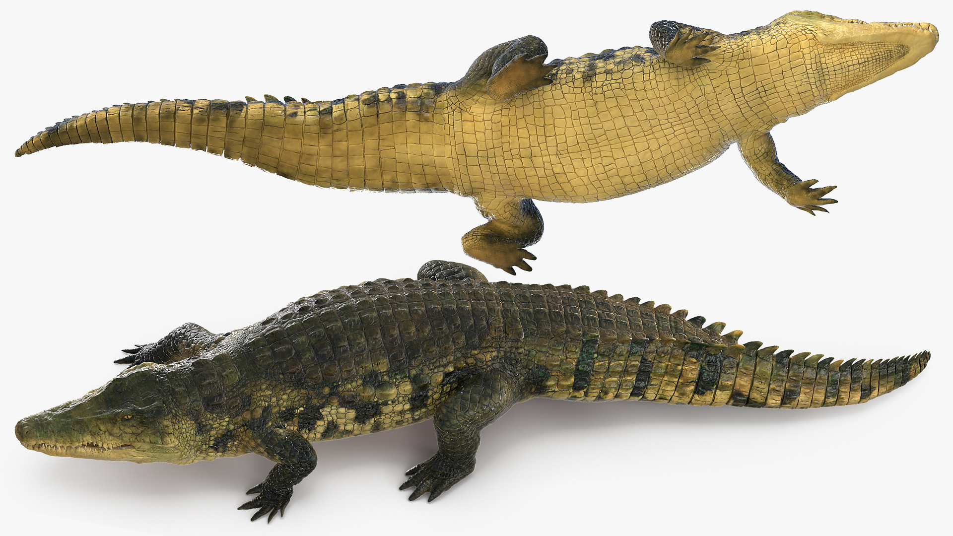 3D Animated Crocodile Walking Rigged model