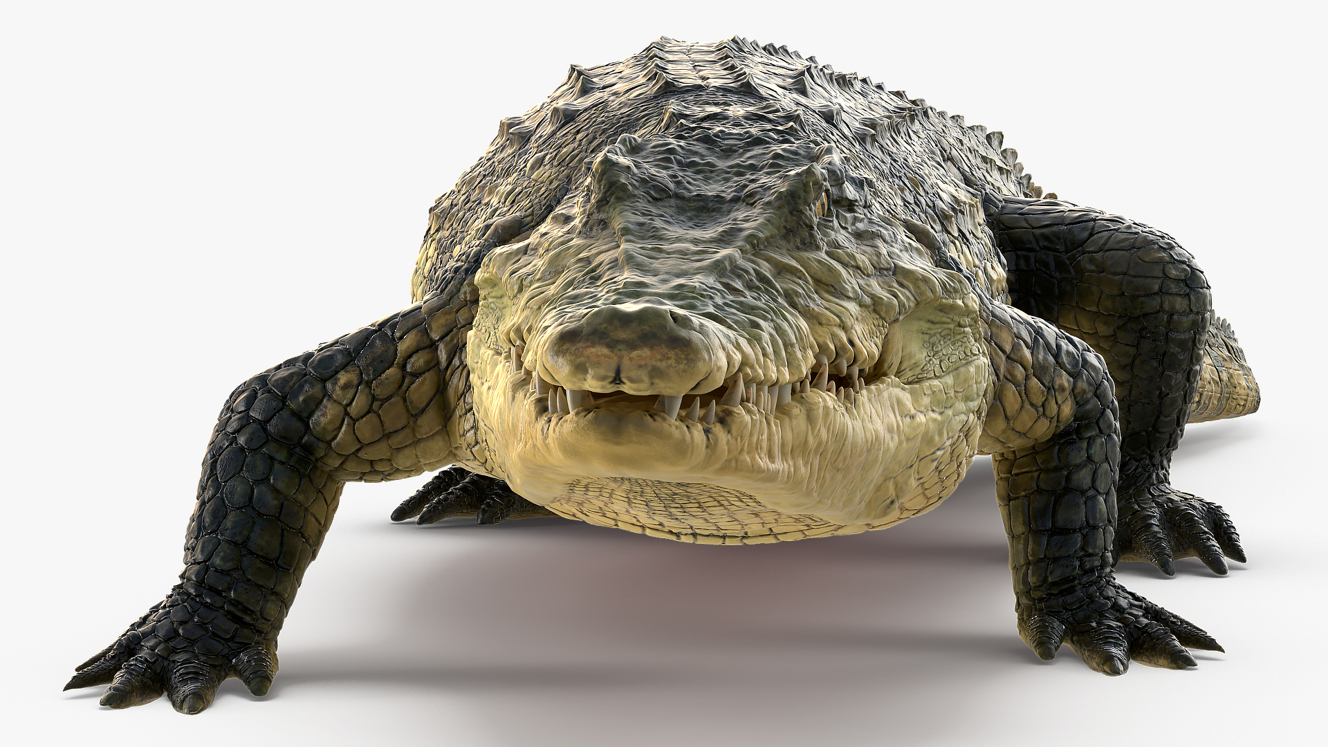 3D Animated Crocodile Walking Rigged model