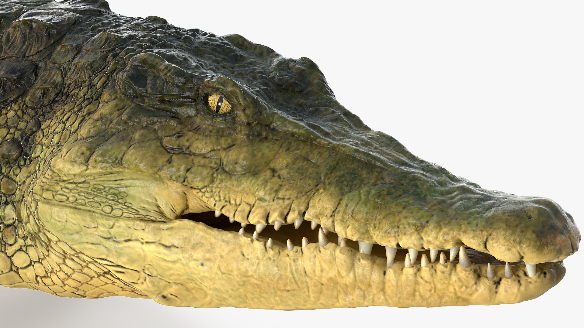 3D Animated Crocodile Walking Rigged model