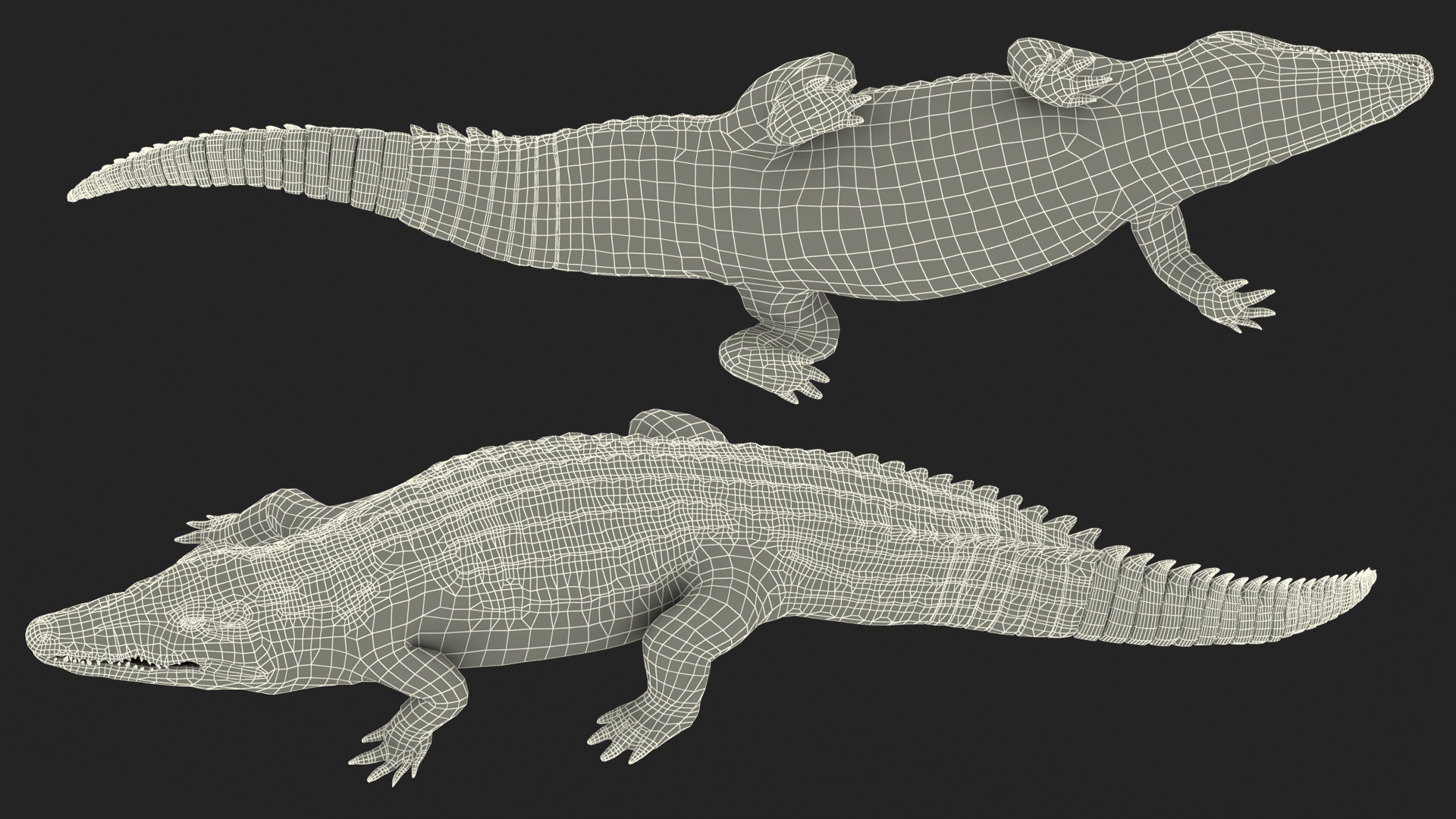 3D Animated Crocodile Walking Rigged model