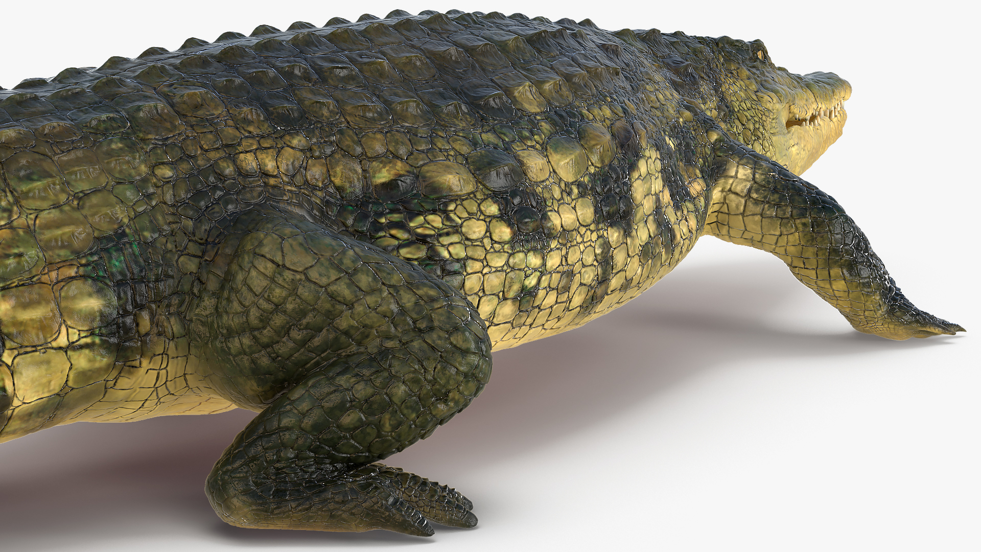 3D Animated Crocodile Walking Rigged model