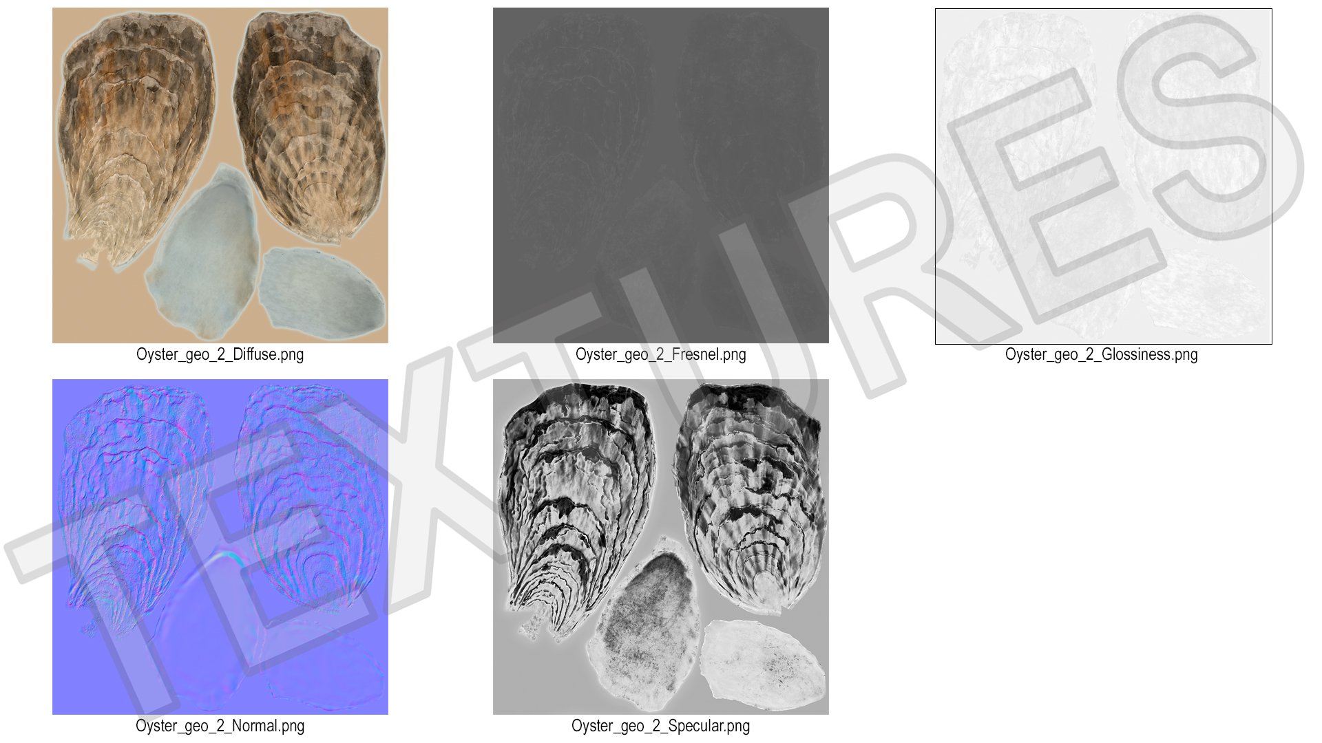 3D Closed Oyster model