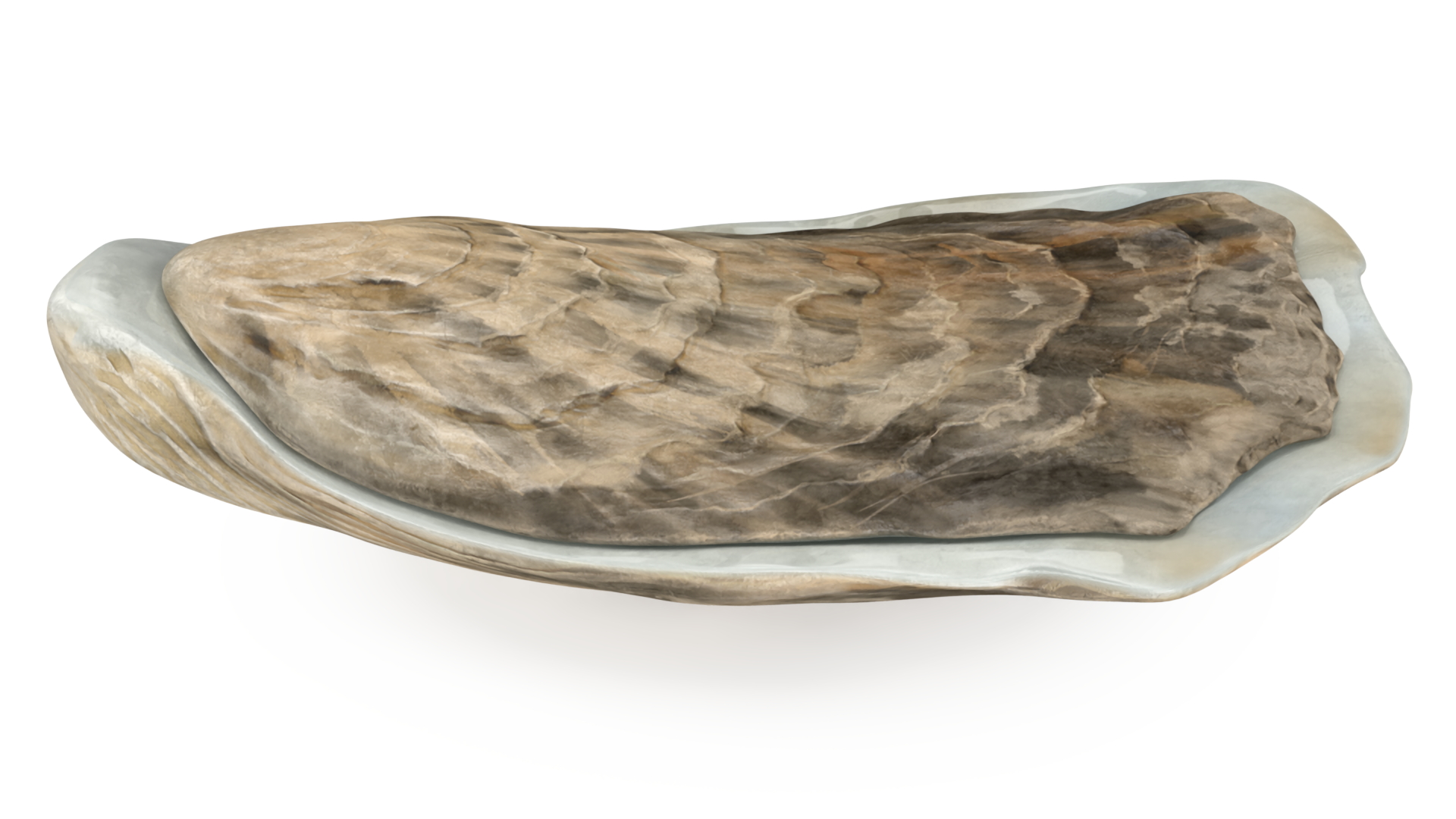 3D Closed Oyster model
