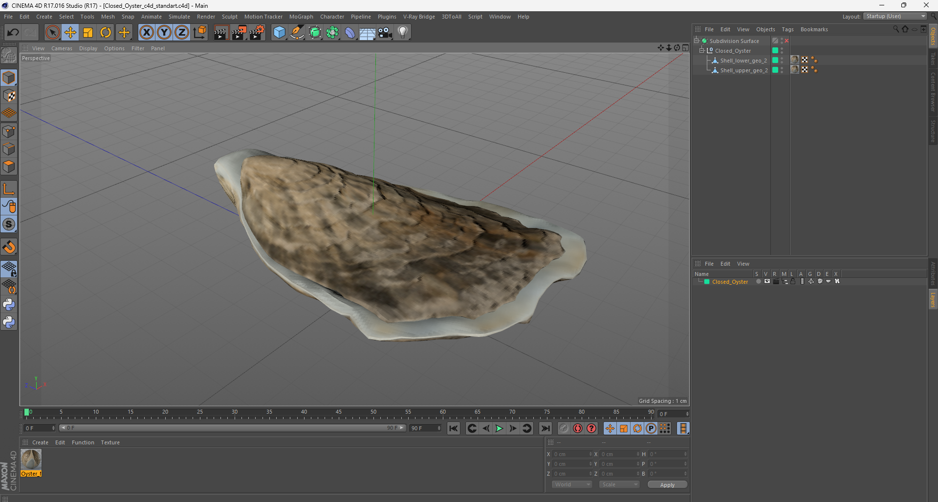 3D Closed Oyster model