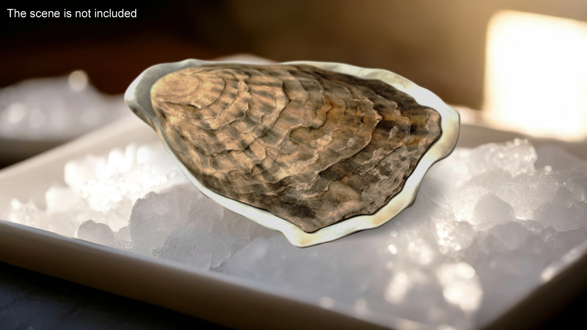3D Closed Oyster model
