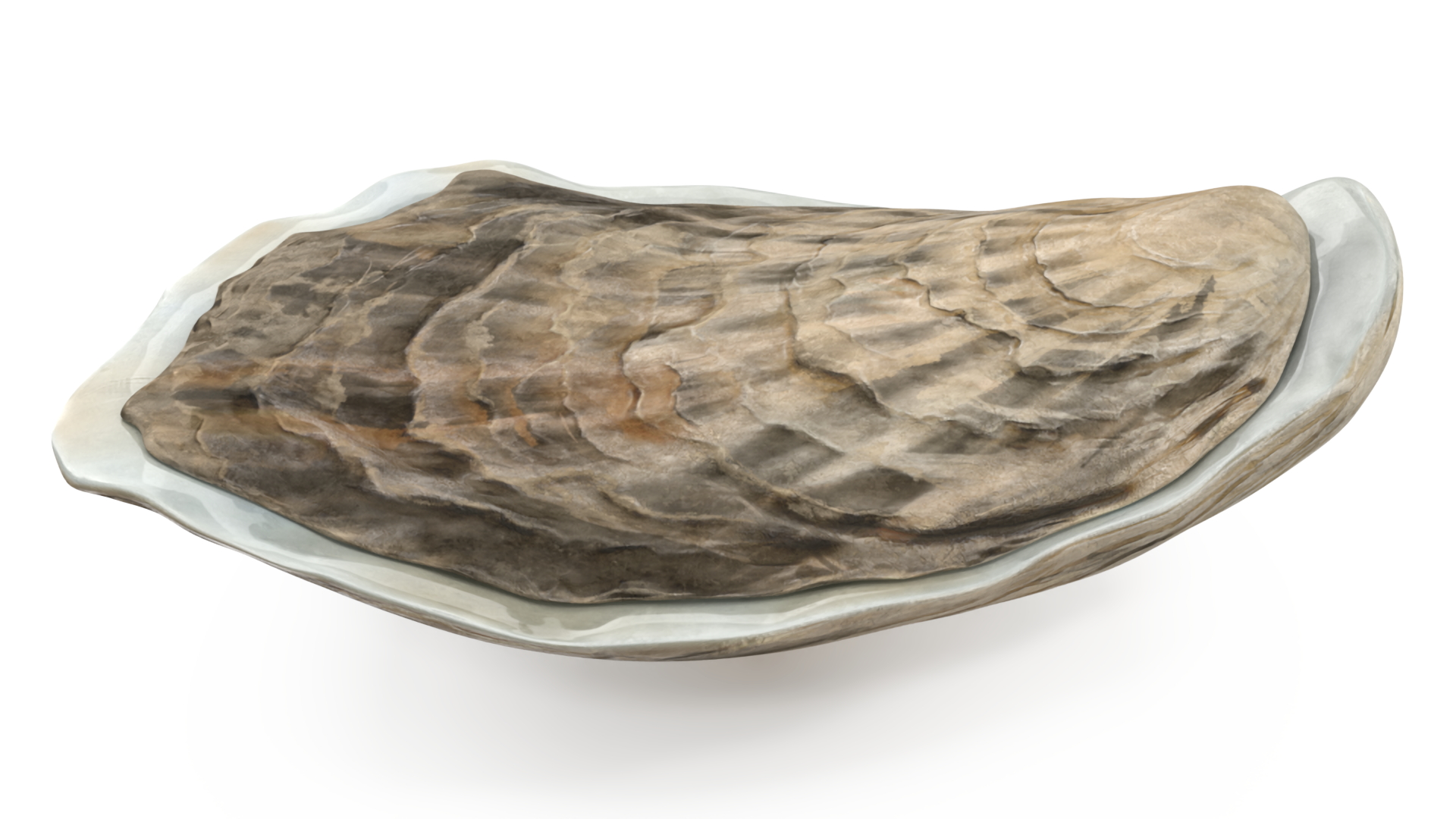 3D Closed Oyster model