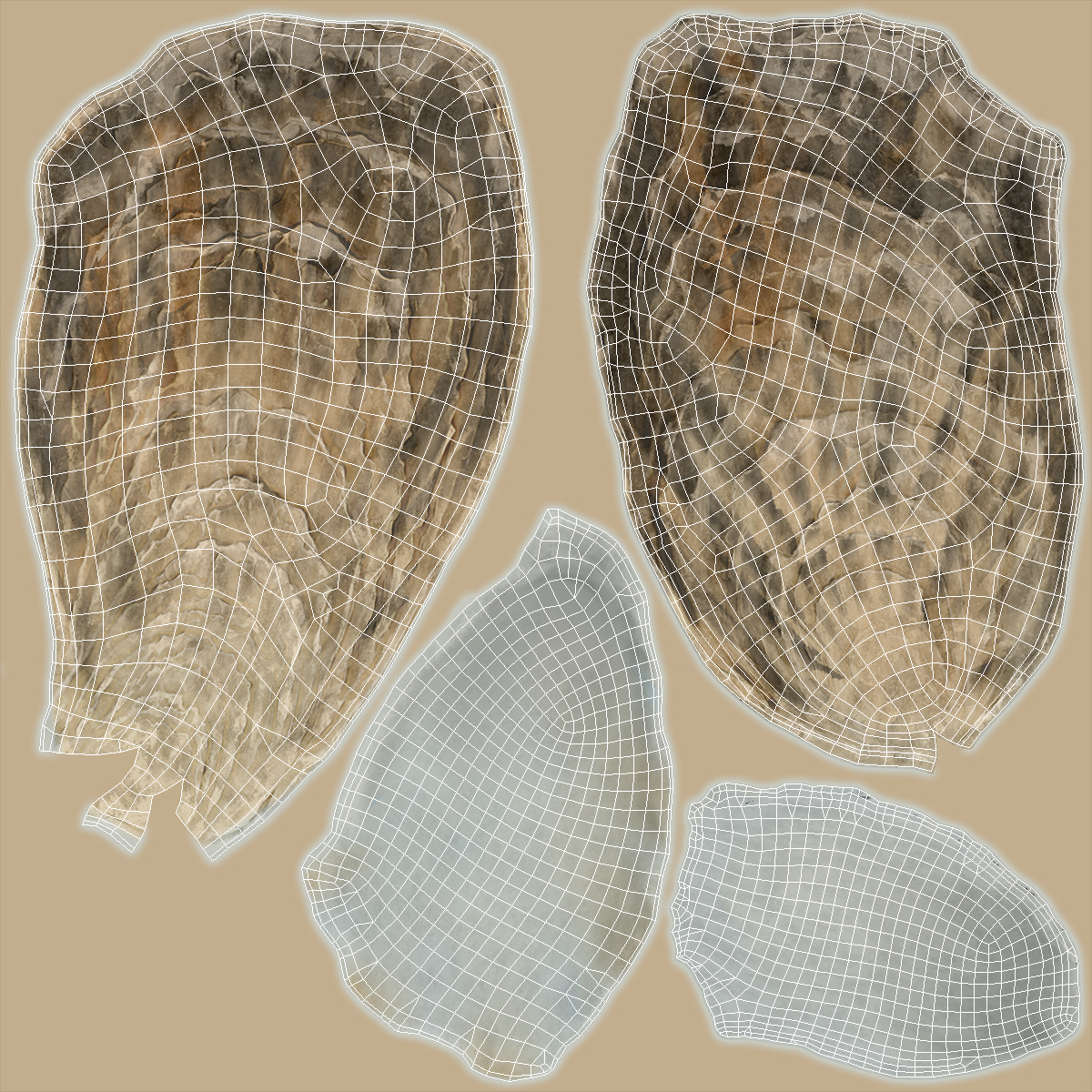 3D Closed Oyster model