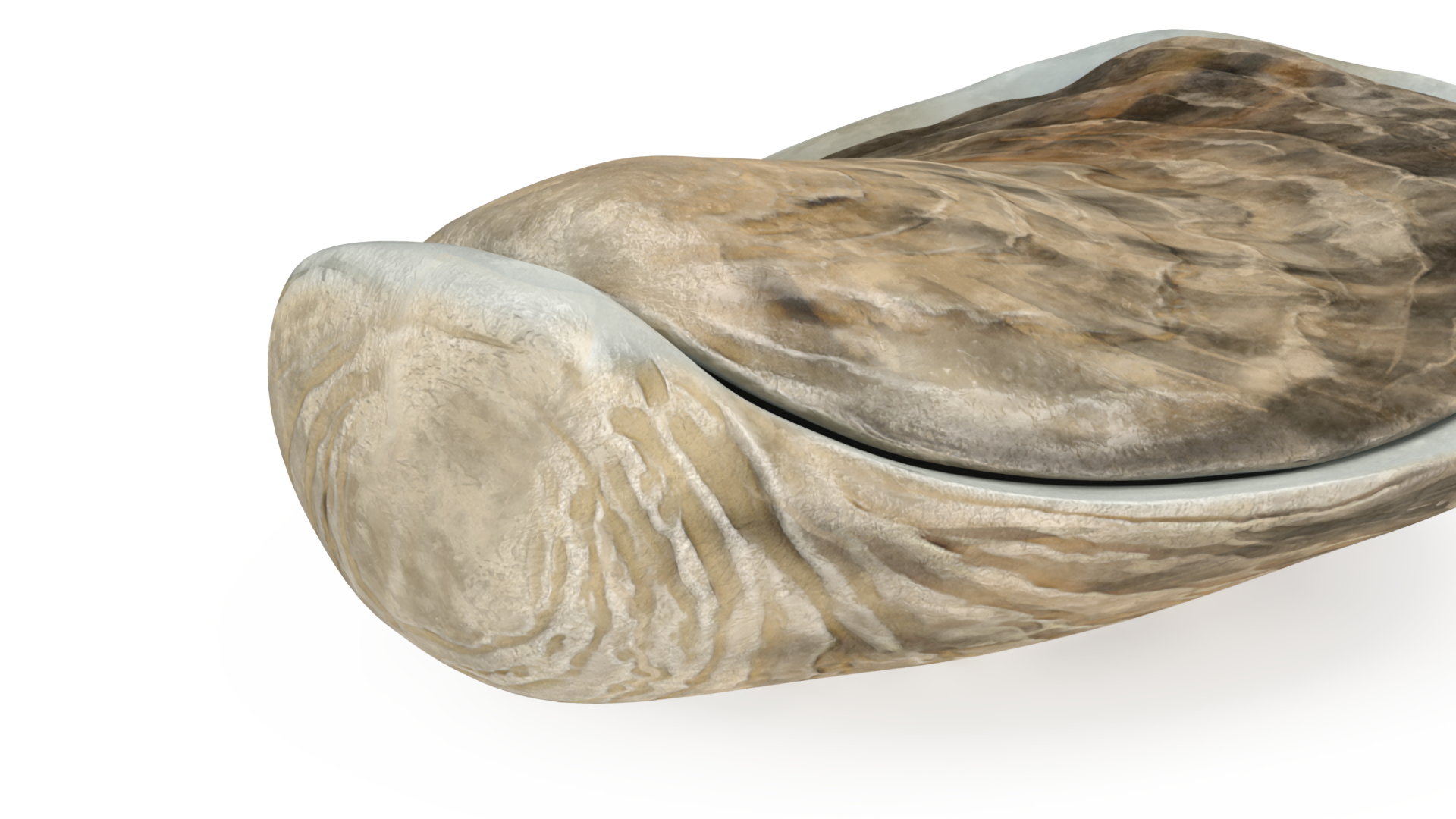 3D Closed Oyster model
