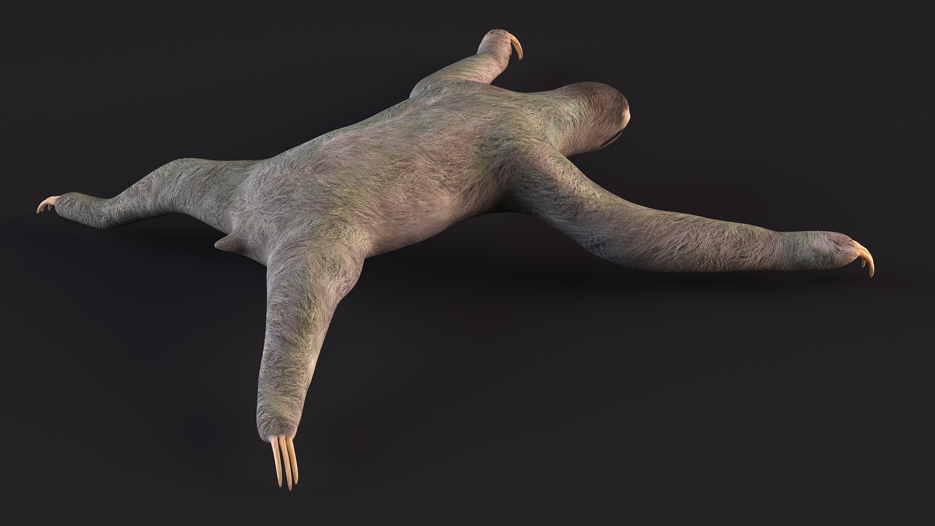 3D Sloth Rigged for Maya