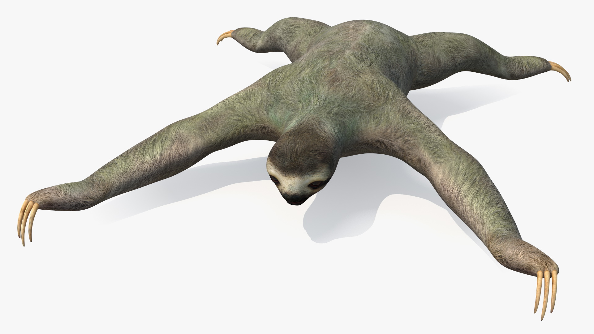 3D Sloth Rigged for Maya