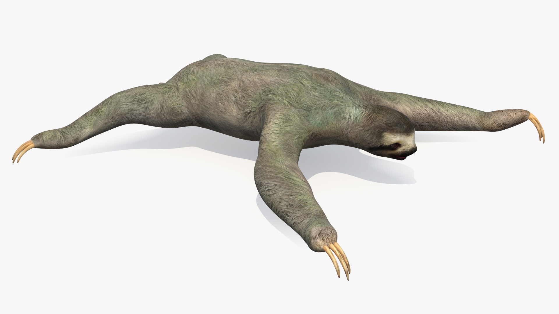 3D Sloth Rigged for Maya