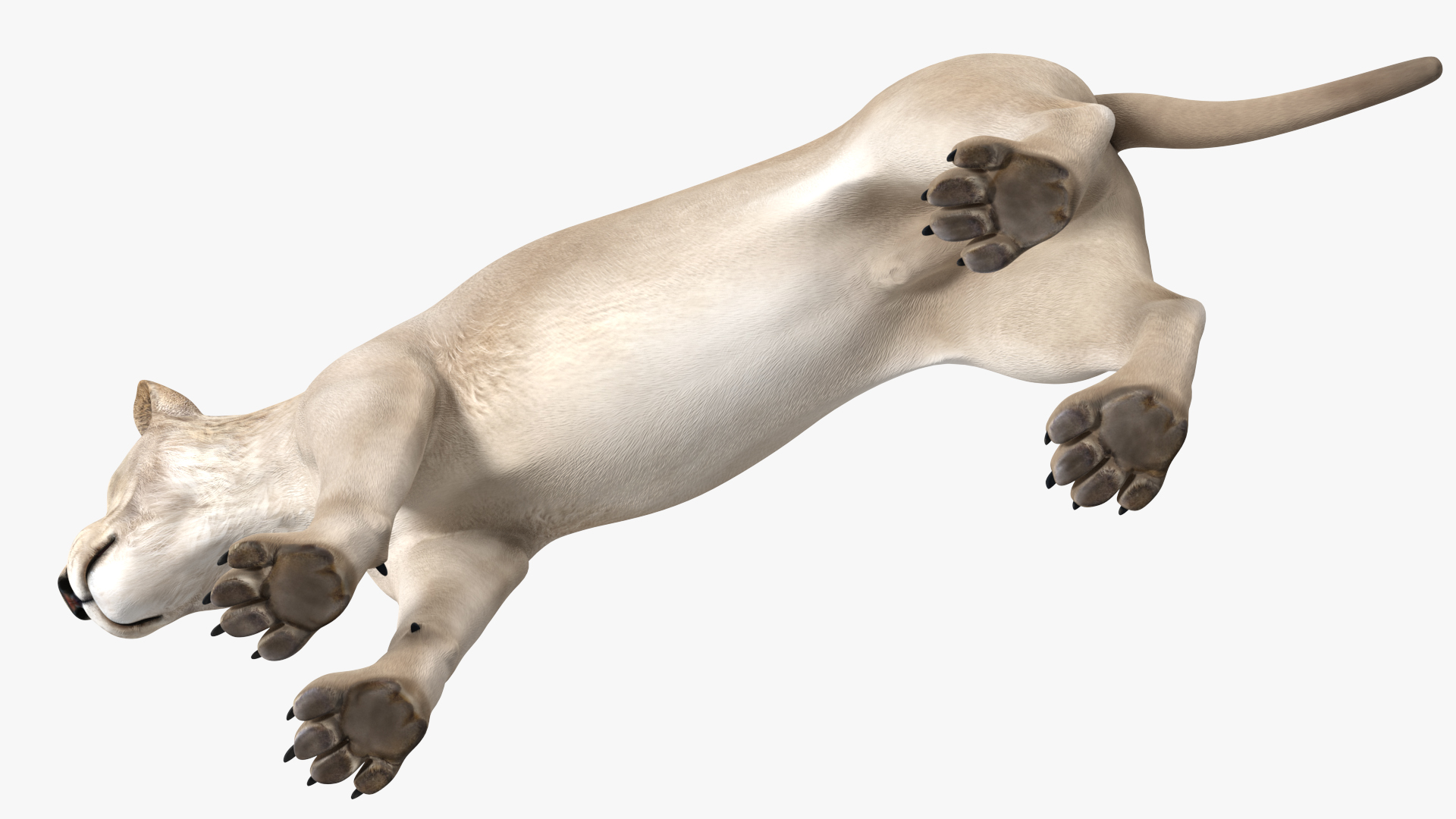 3D White Young Lion