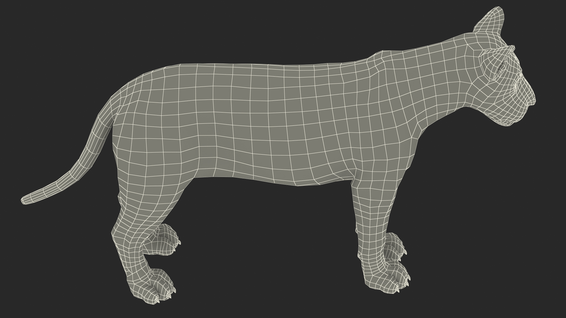 3D White Young Lion
