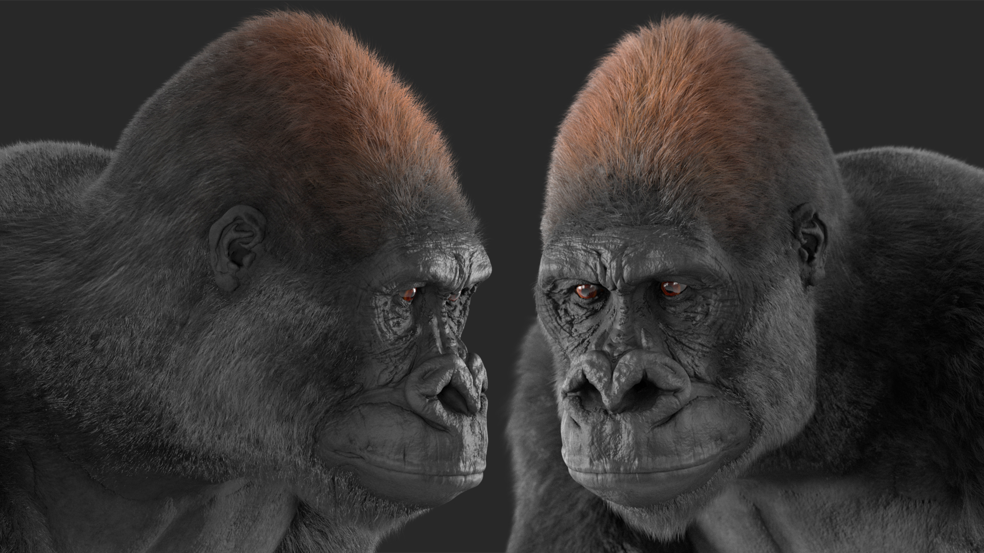 3D model Gorilla Western Lowland Walking Pose Fur