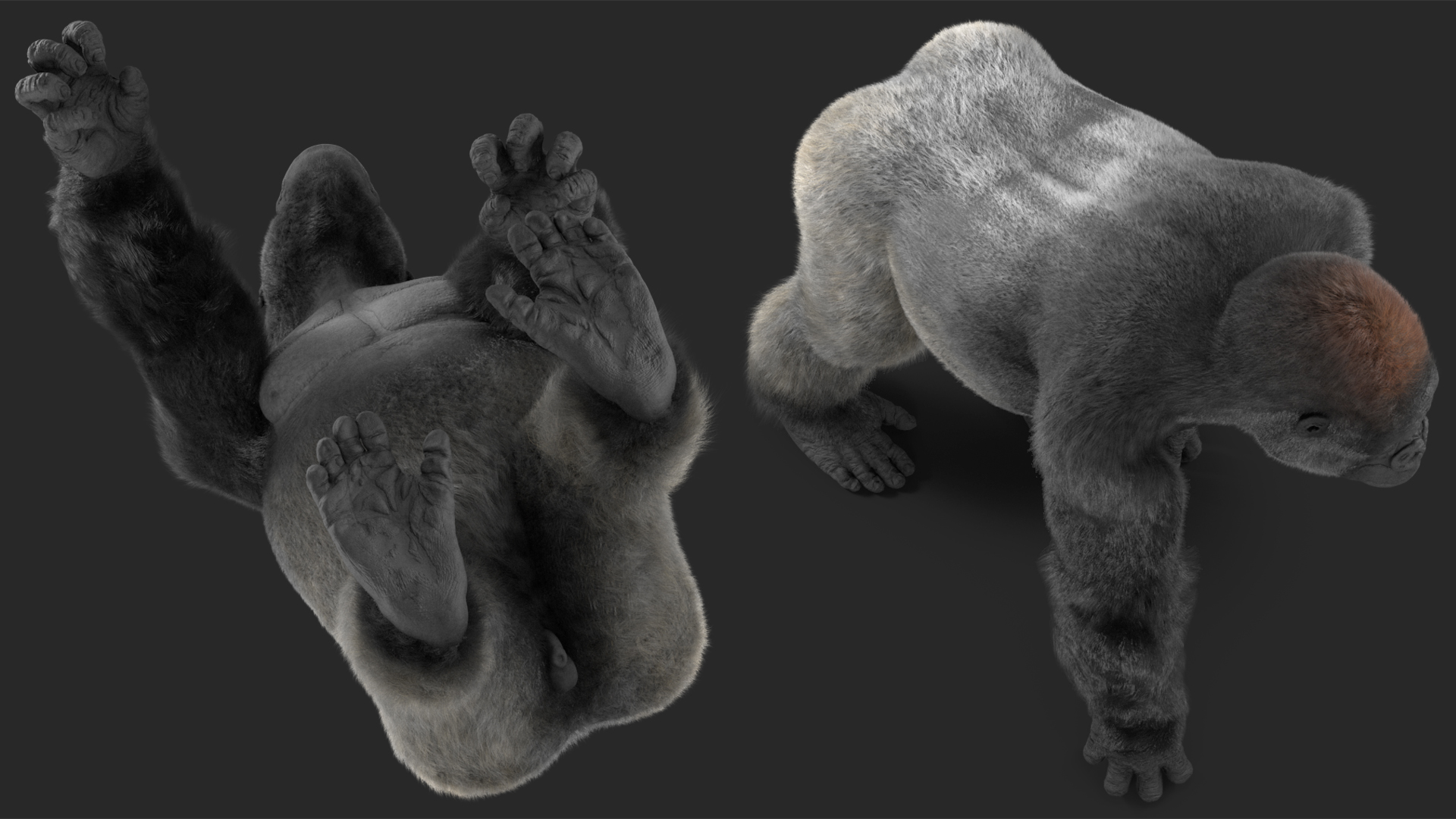 3D model Gorilla Western Lowland Walking Pose Fur