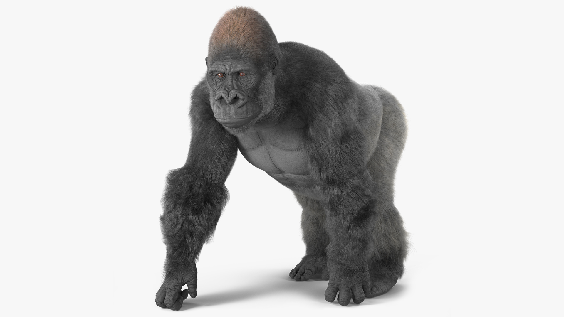 3D model Gorilla Western Lowland Walking Pose Fur