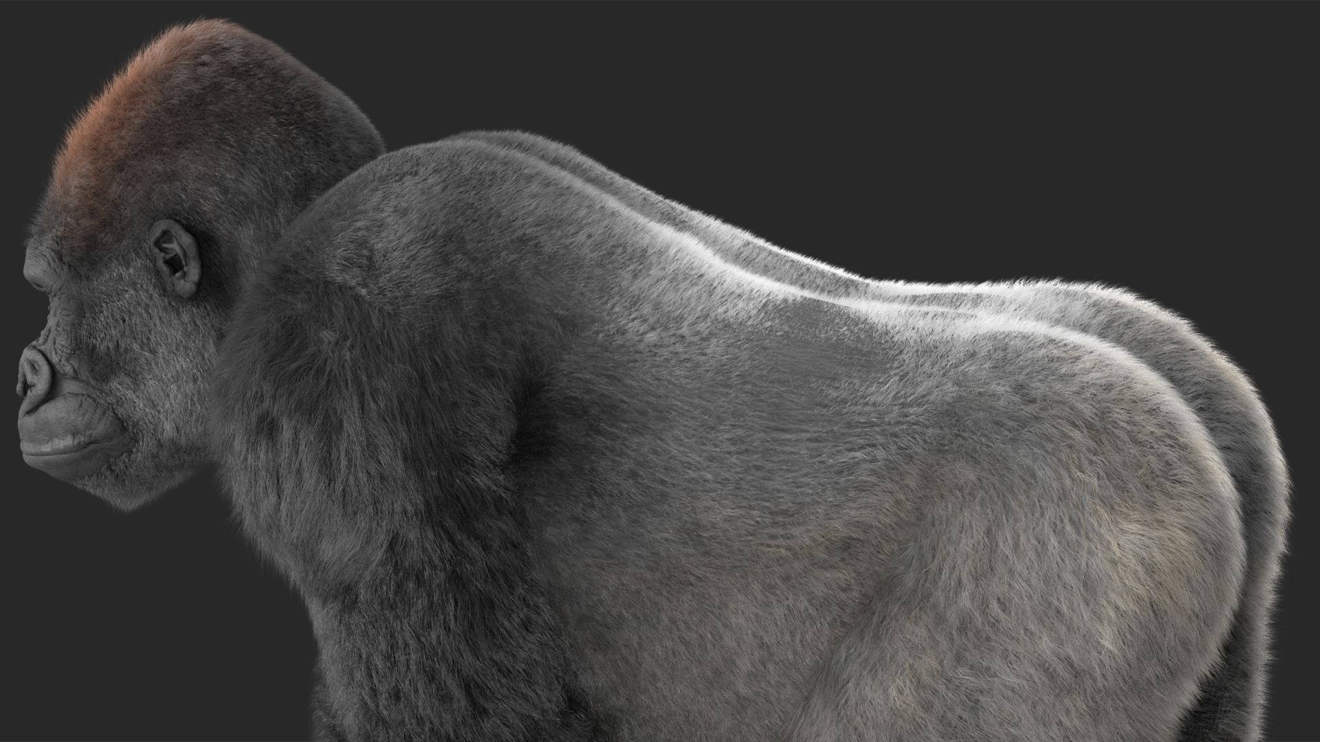 3D model Gorilla Western Lowland Walking Pose Fur