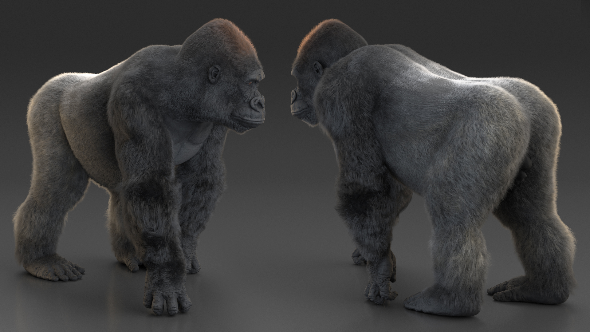3D model Gorilla Western Lowland Walking Pose Fur