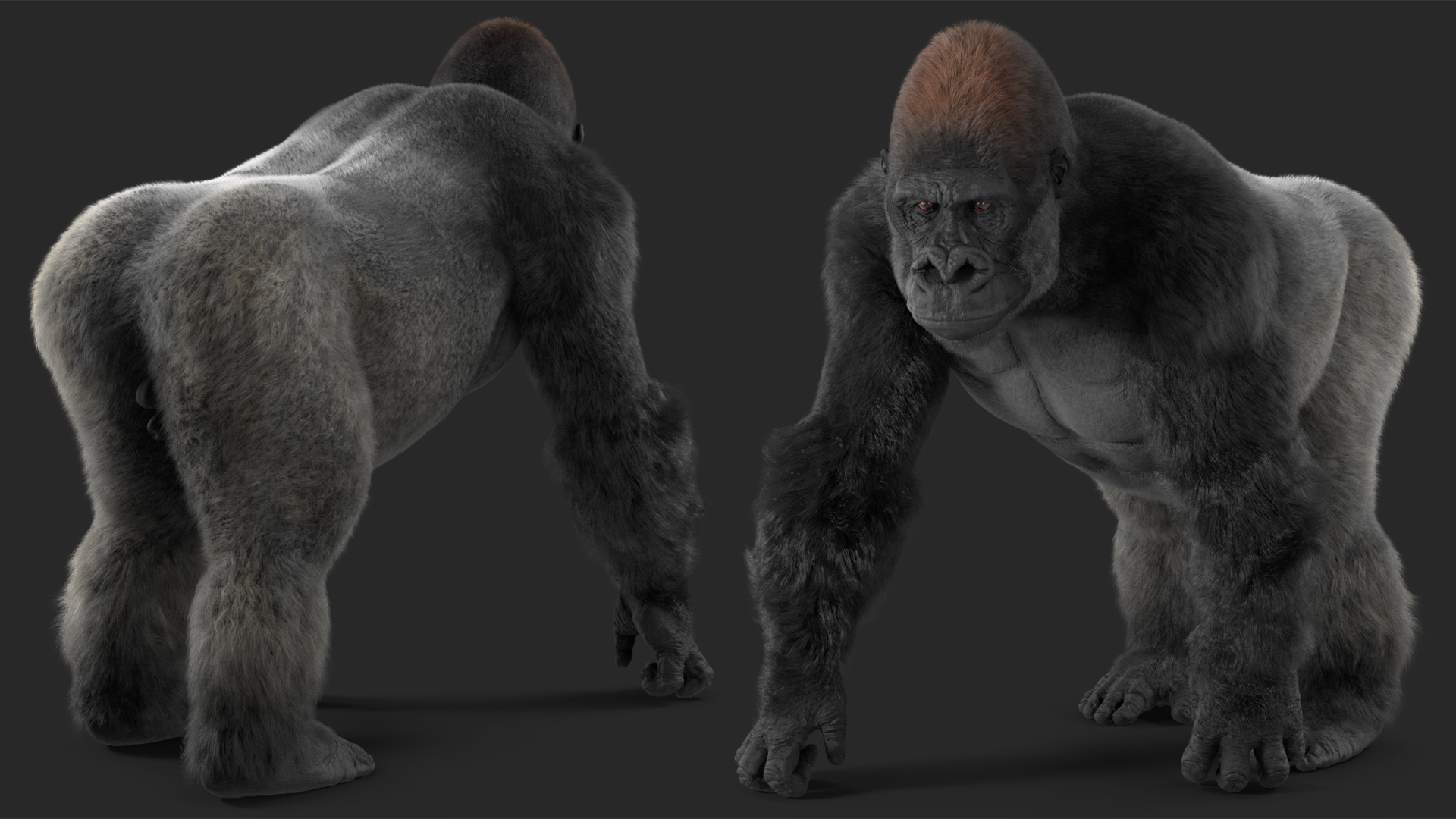 3D model Gorilla Western Lowland Walking Pose Fur