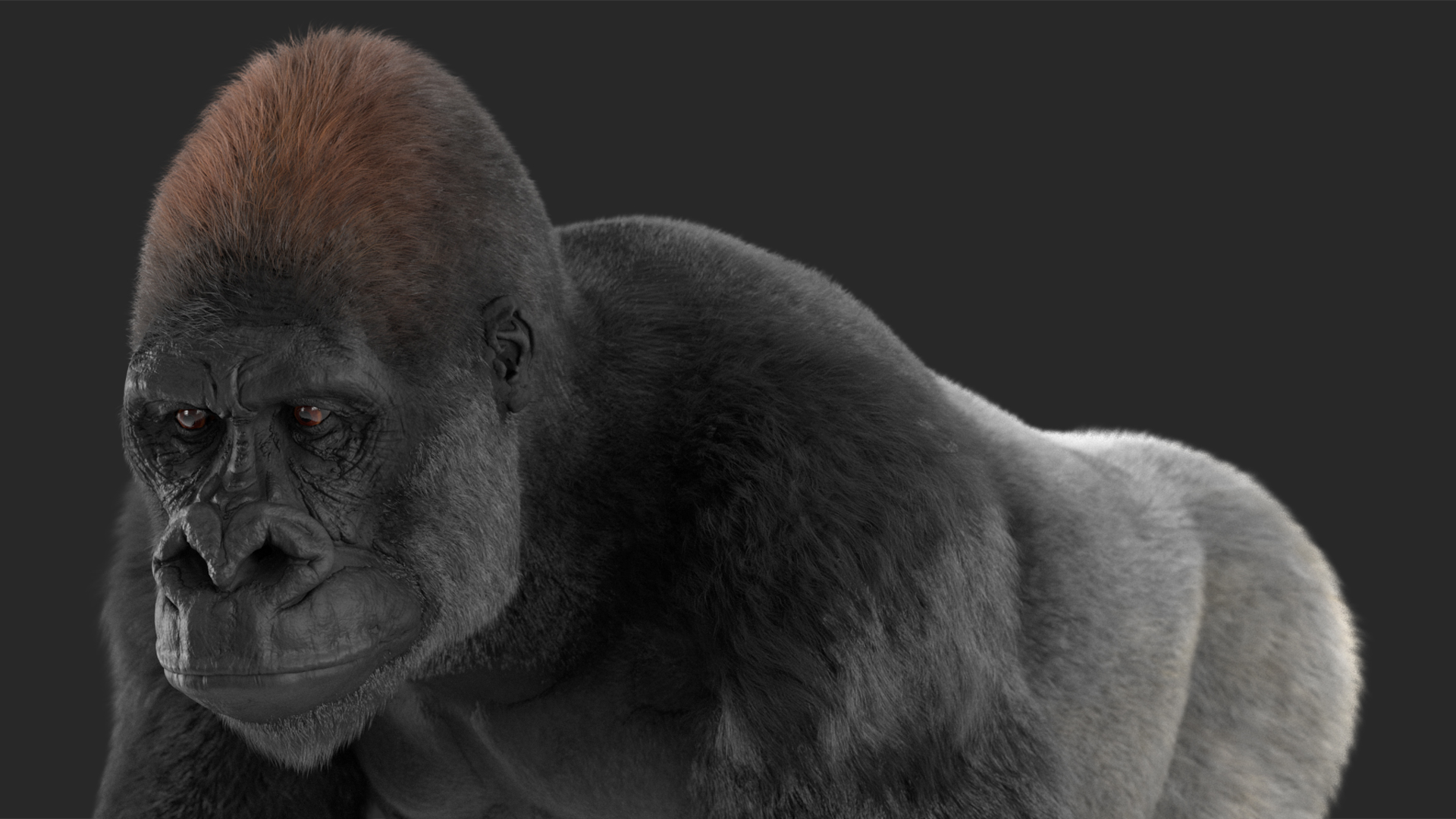 3D model Gorilla Western Lowland Walking Pose Fur