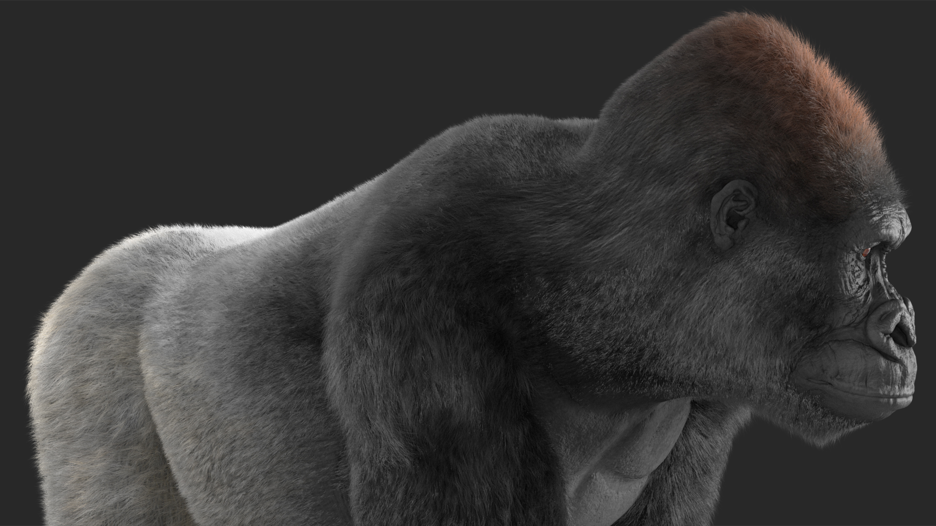 3D model Gorilla Western Lowland Walking Pose Fur