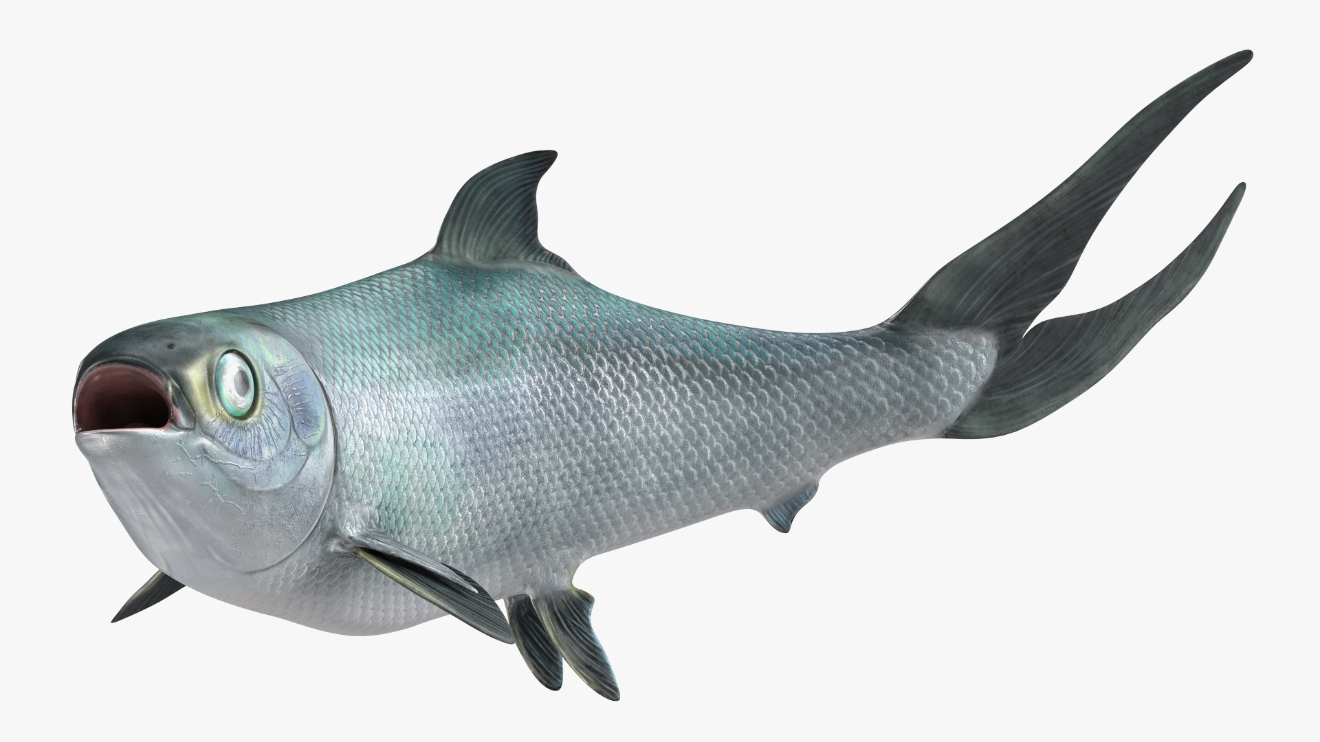 Chanos Chanos Rigged for Cinema 4D 3D model