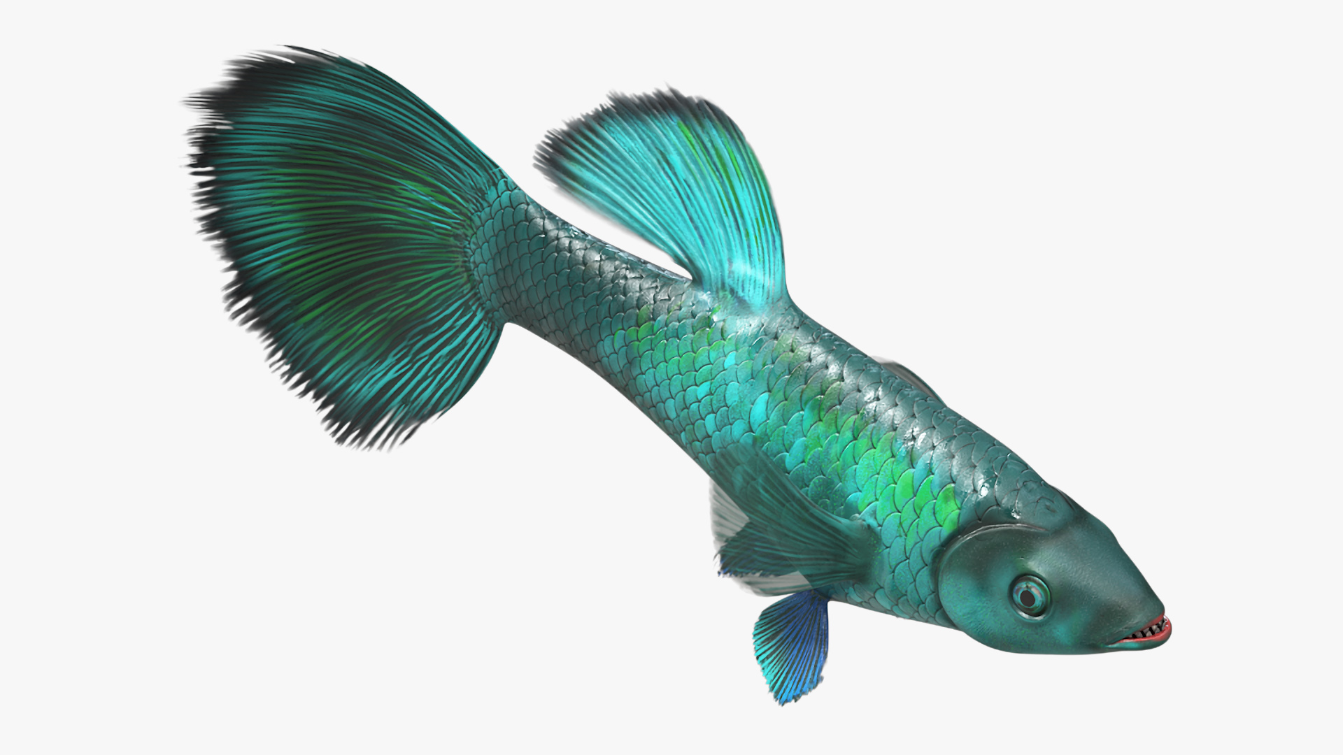 Guppy Fish Malachite Rigged 3D