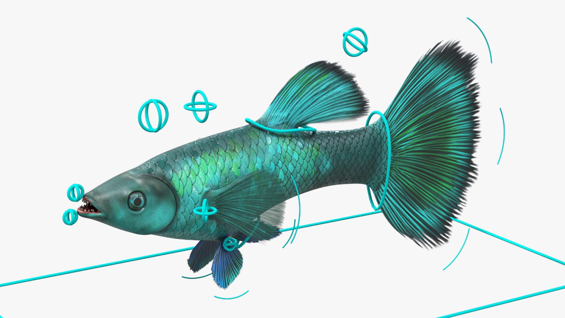 Guppy Fish Malachite Rigged 3D
