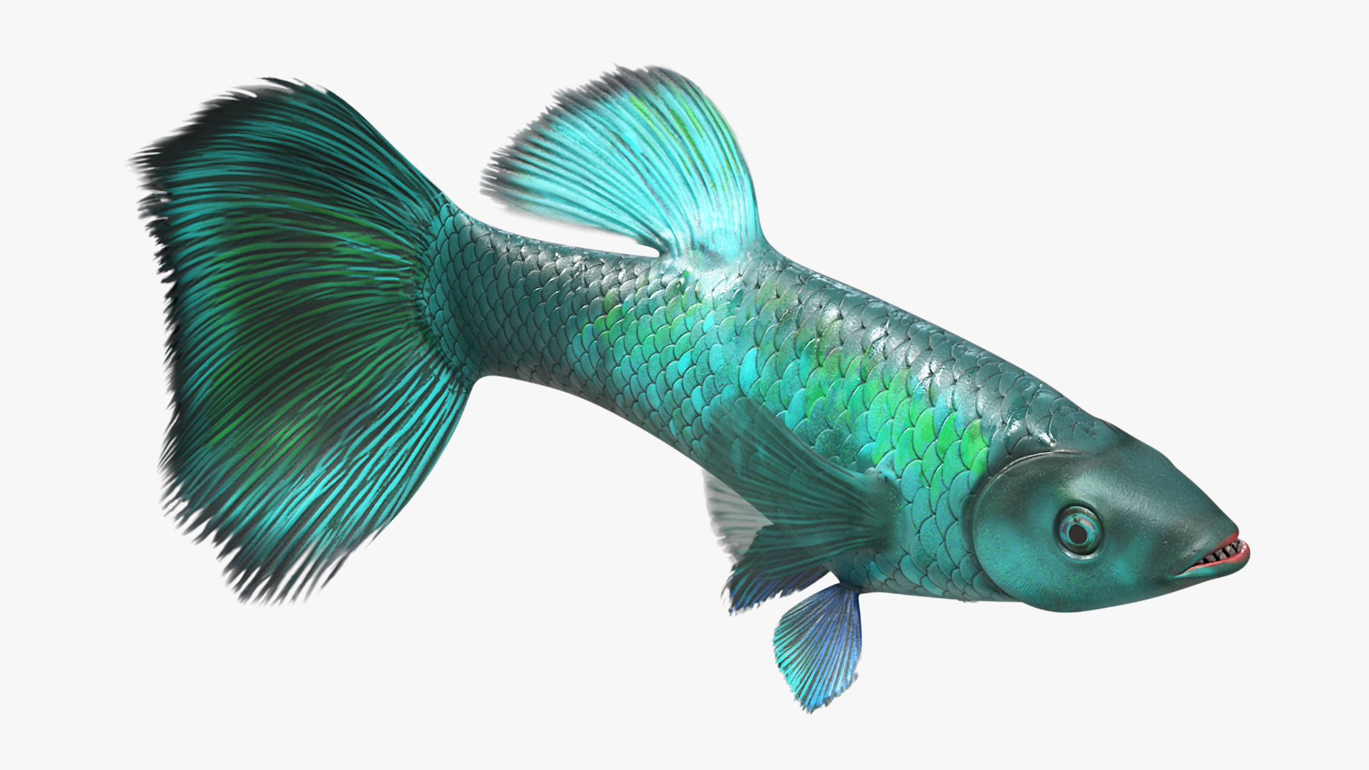 Guppy Fish Malachite Rigged 3D