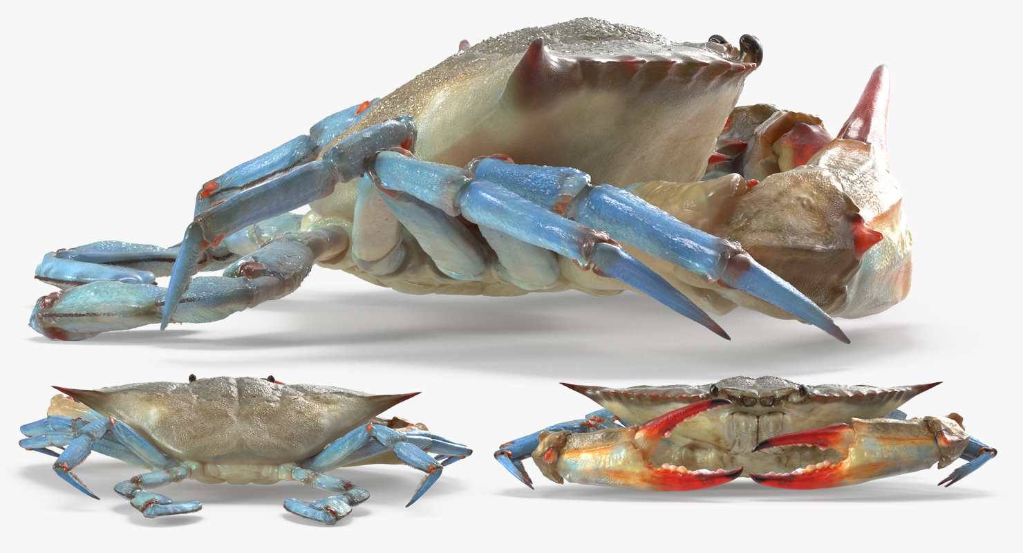 3D model Chesapeake Blue Crab
