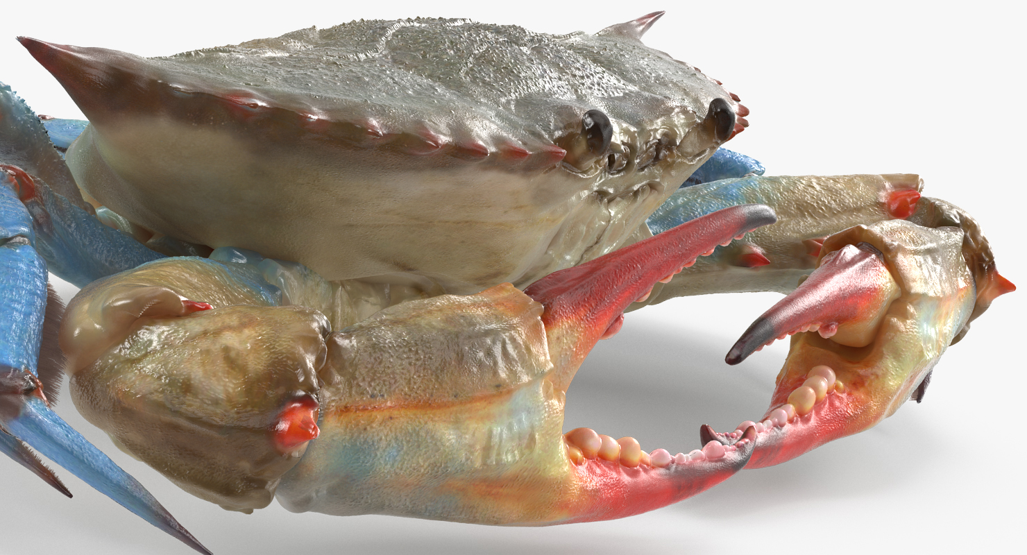 3D model Chesapeake Blue Crab