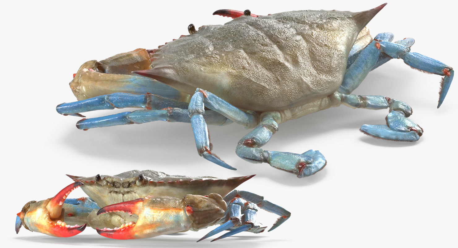 3D model Chesapeake Blue Crab