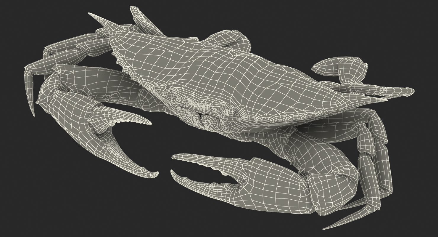 3D model Chesapeake Blue Crab