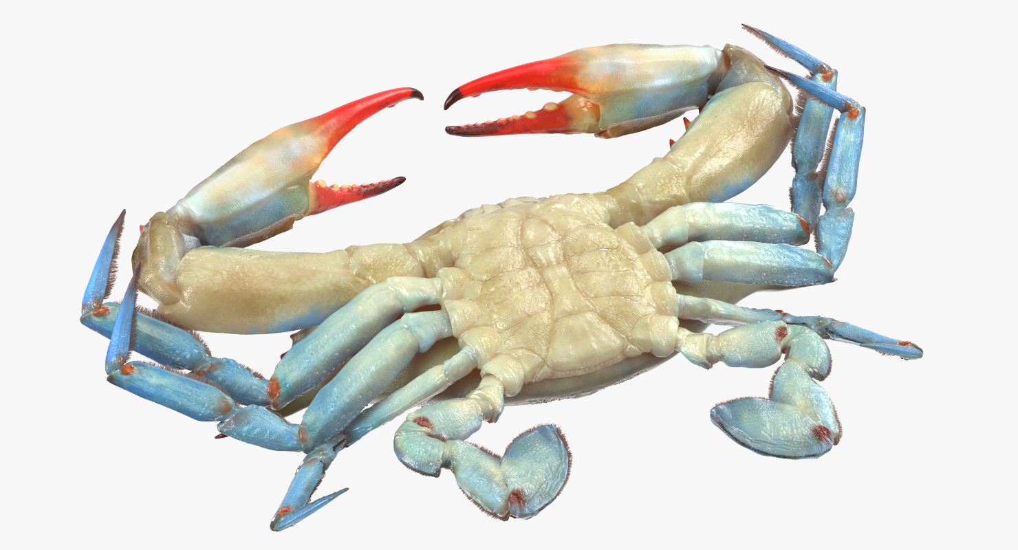 3D model Chesapeake Blue Crab