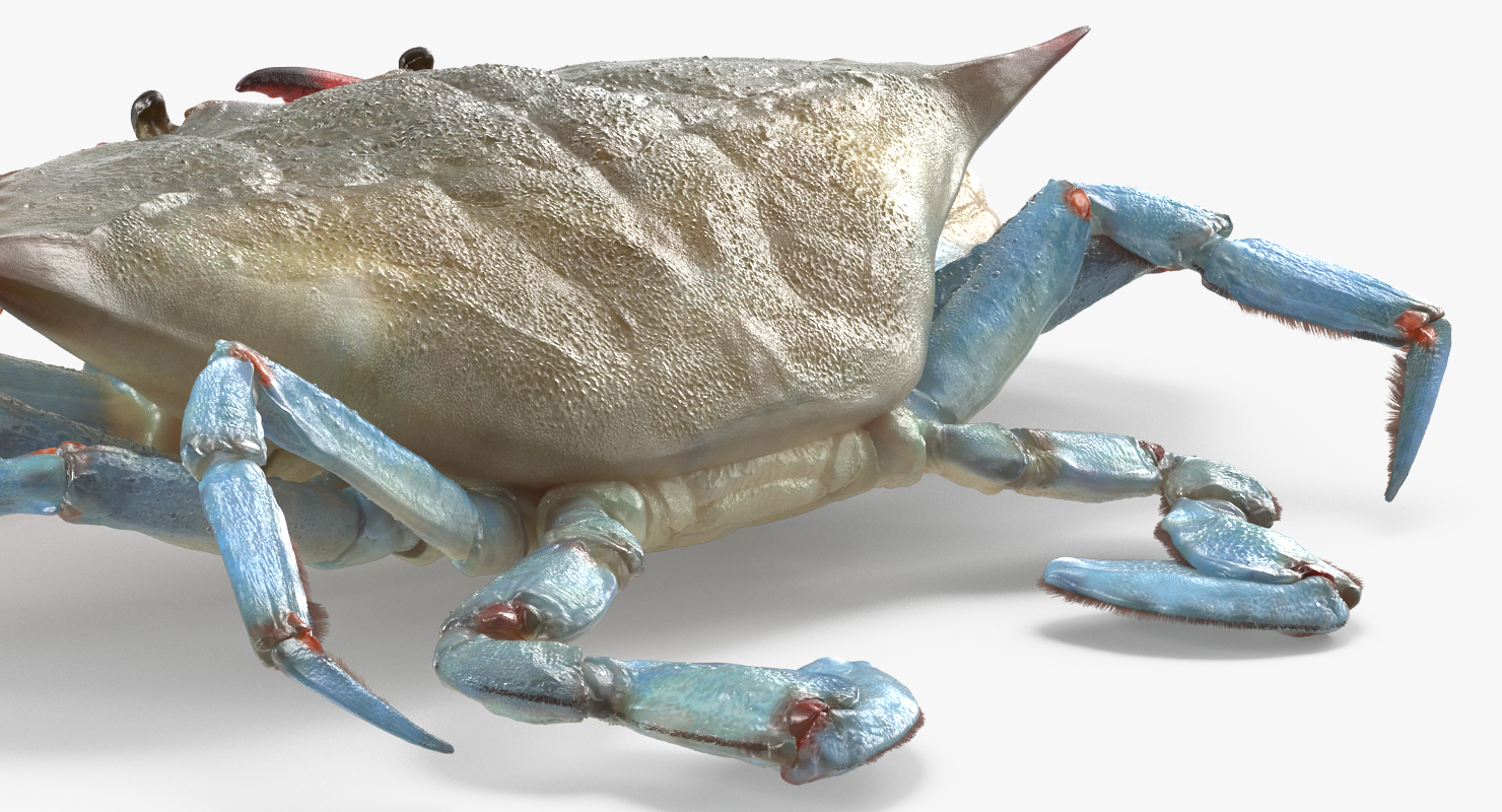 3D model Chesapeake Blue Crab