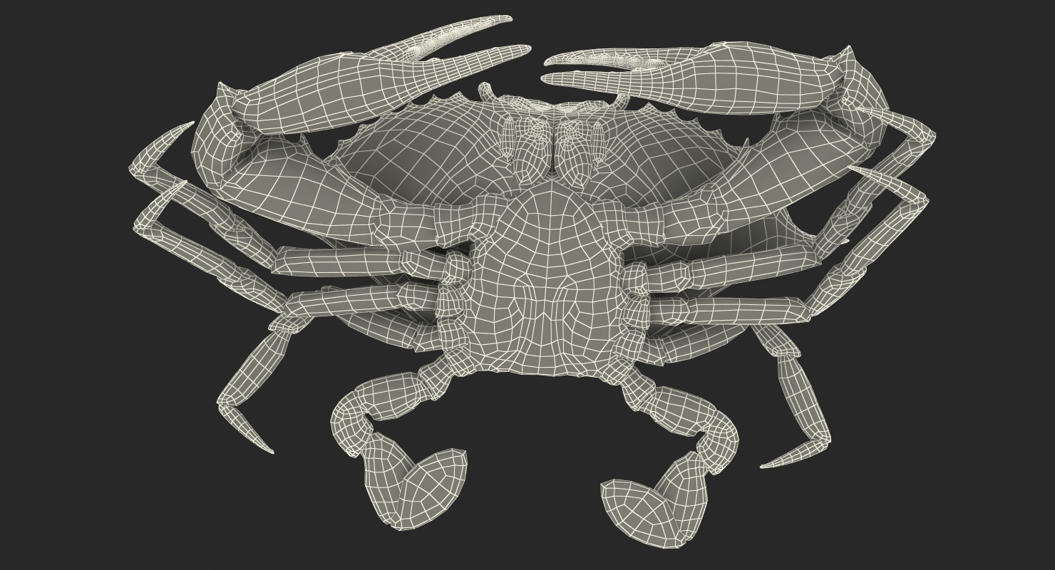 3D model Chesapeake Blue Crab