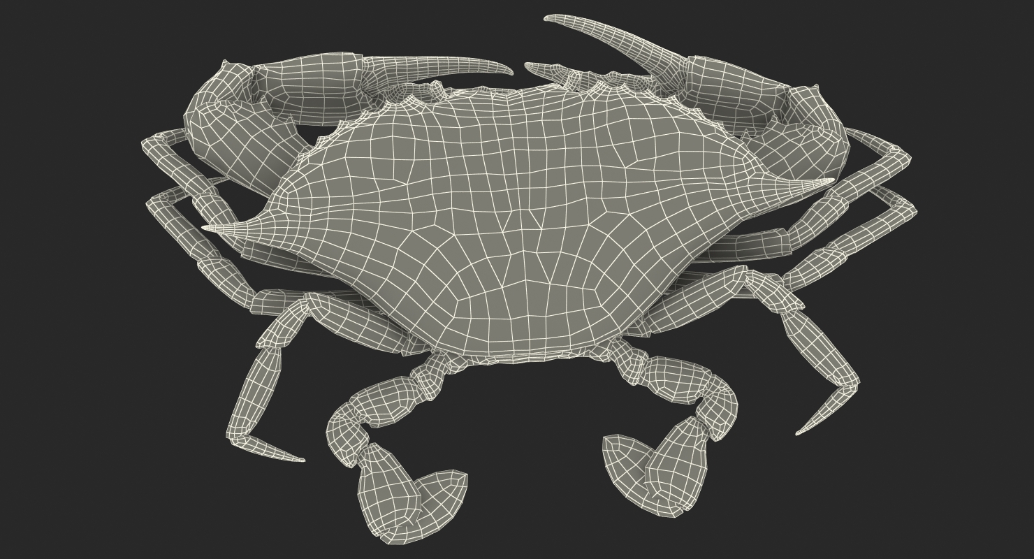 3D model Chesapeake Blue Crab